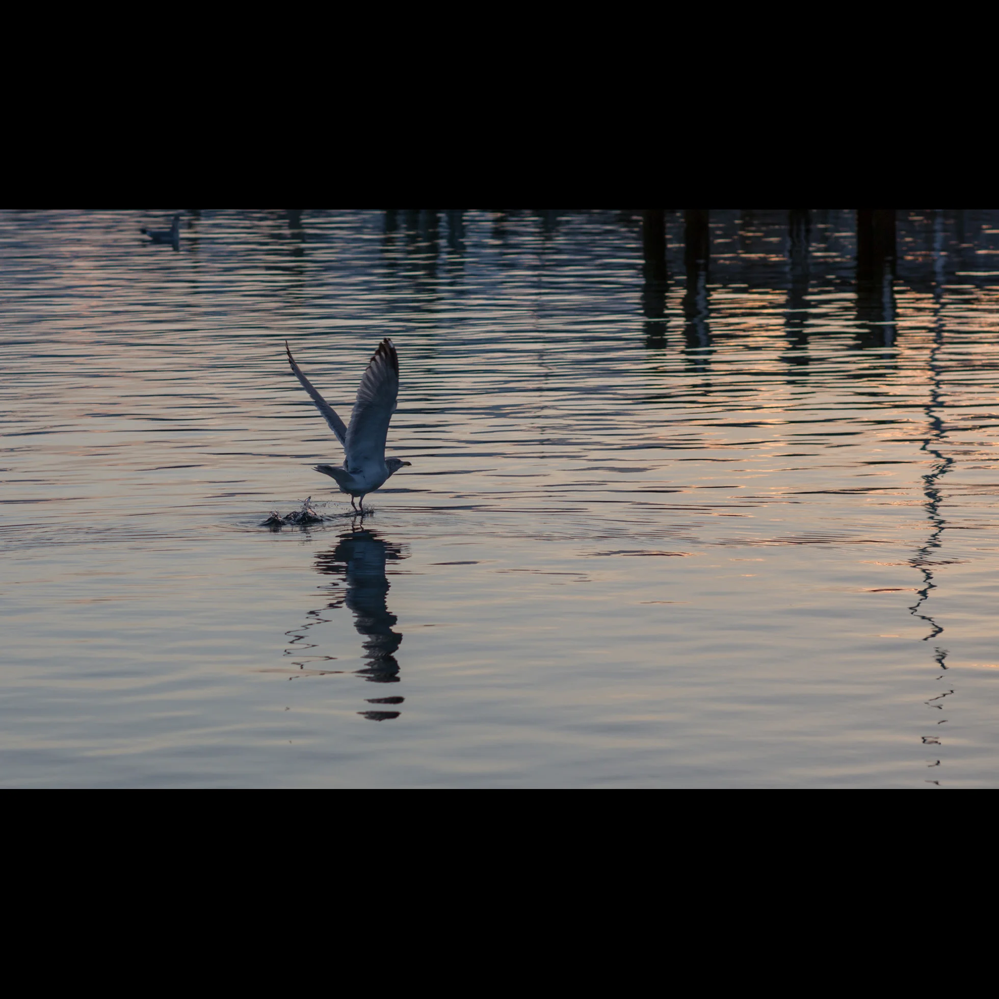 12.14 SEAGULL DEPARTURE