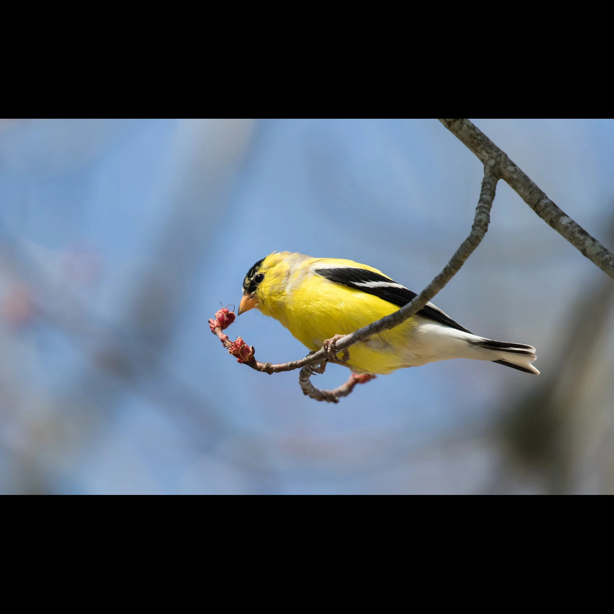 4.11 GOLDFINCH