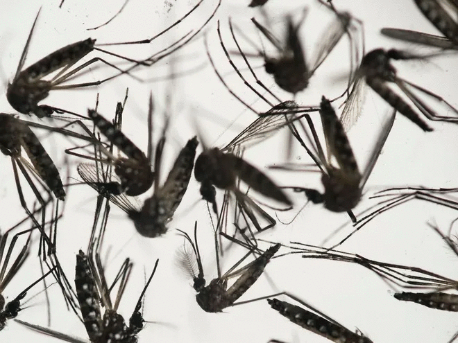 Navigating the intersection of climate crisis and mosquito-borne menace