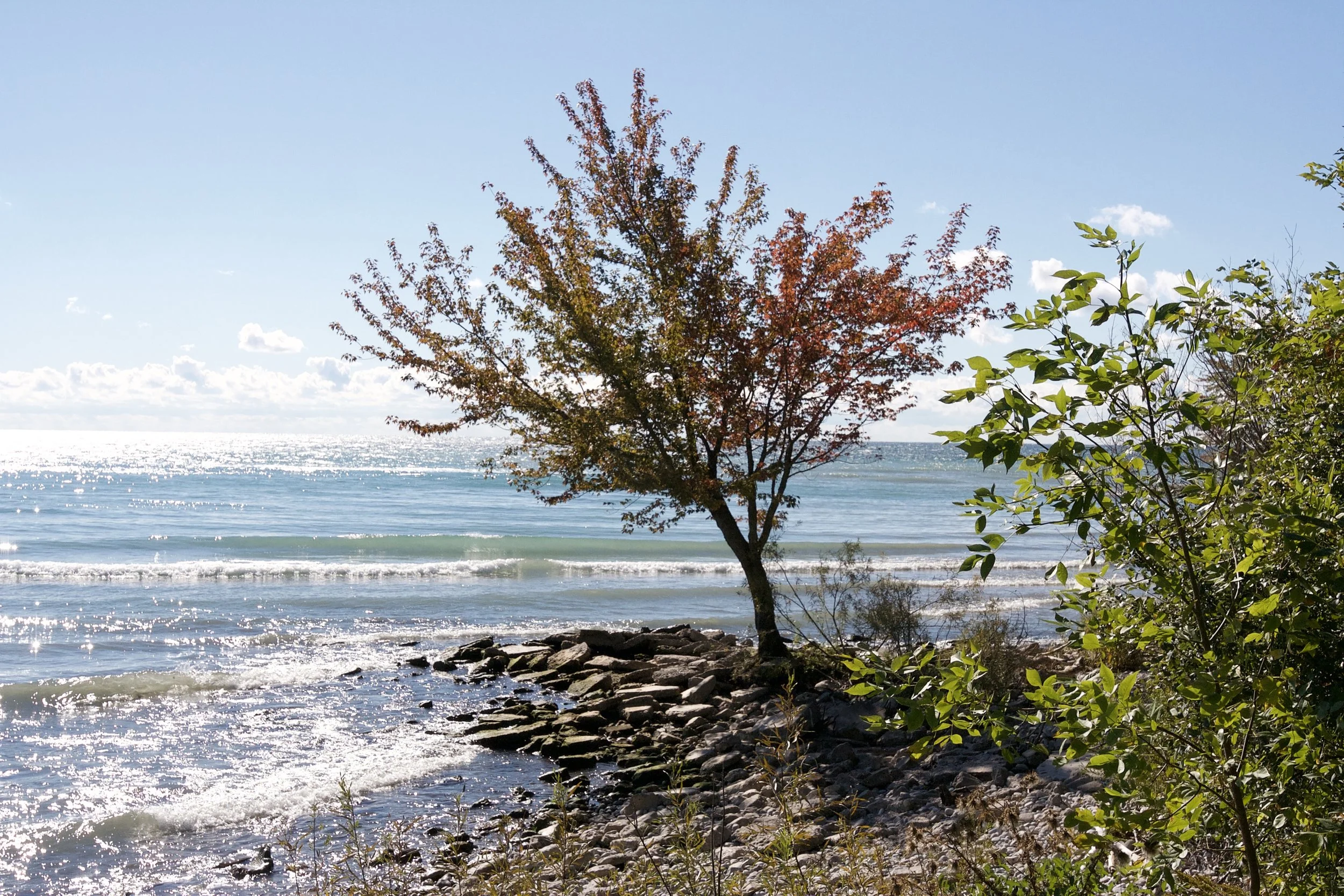 In conversation with Dr. Robert Bailey: The impact of climate change on the environment and beyond