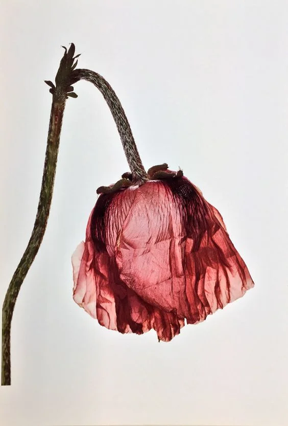 Photo : Irving Penn