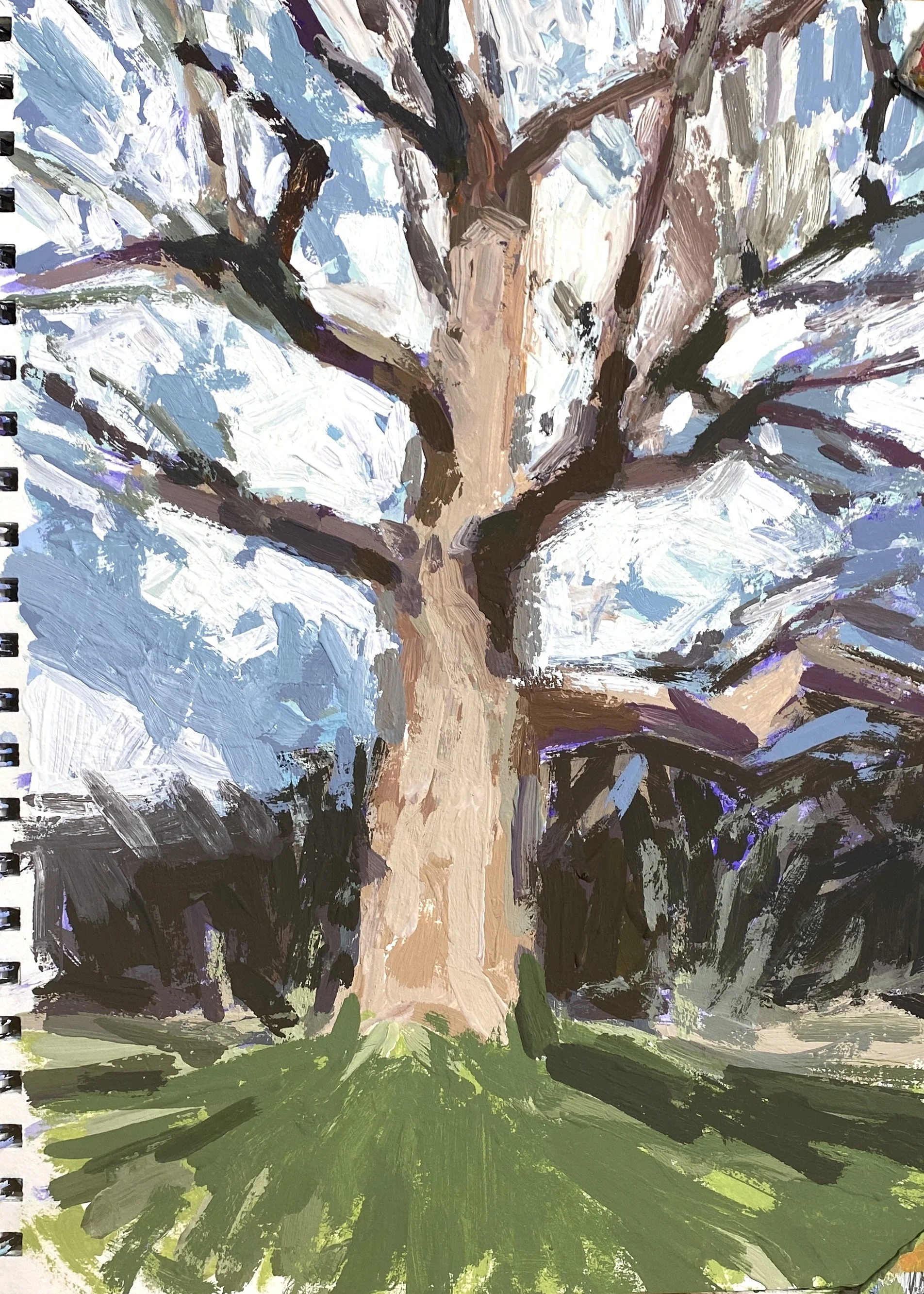 Big Tree, Winter, Hamilton, 2026