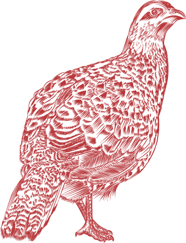 Game Bird 2.png
