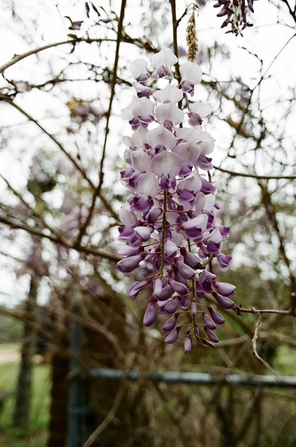 I'd never heard of Wisteria before moving here and despite the fact that my husband likes to remind me that it is invasive, I pretty much want to plant it and let it grow all over my house. It's so pretty!