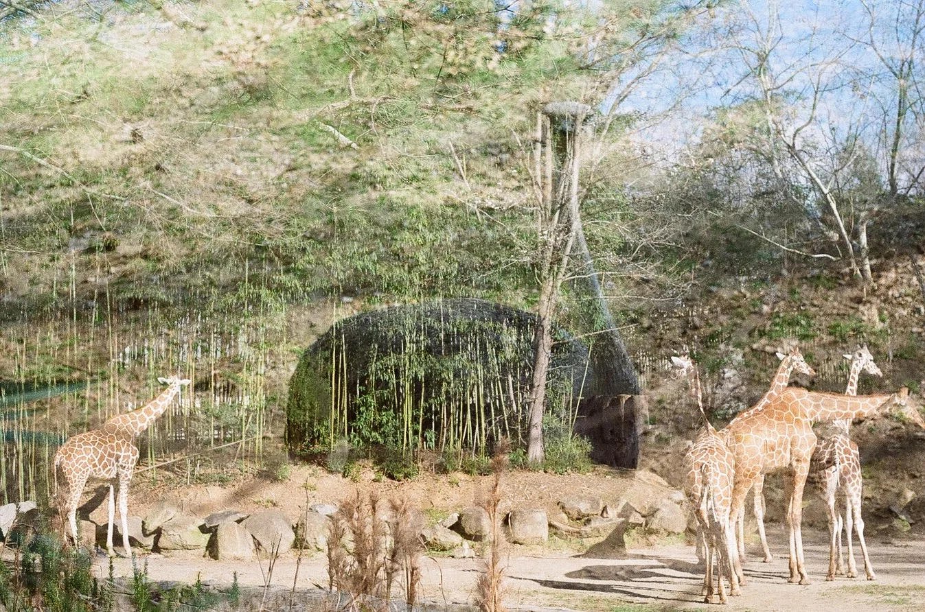 This double exposure was the result of my first roll film getting caught in the camera. Can't say I'm complaining!