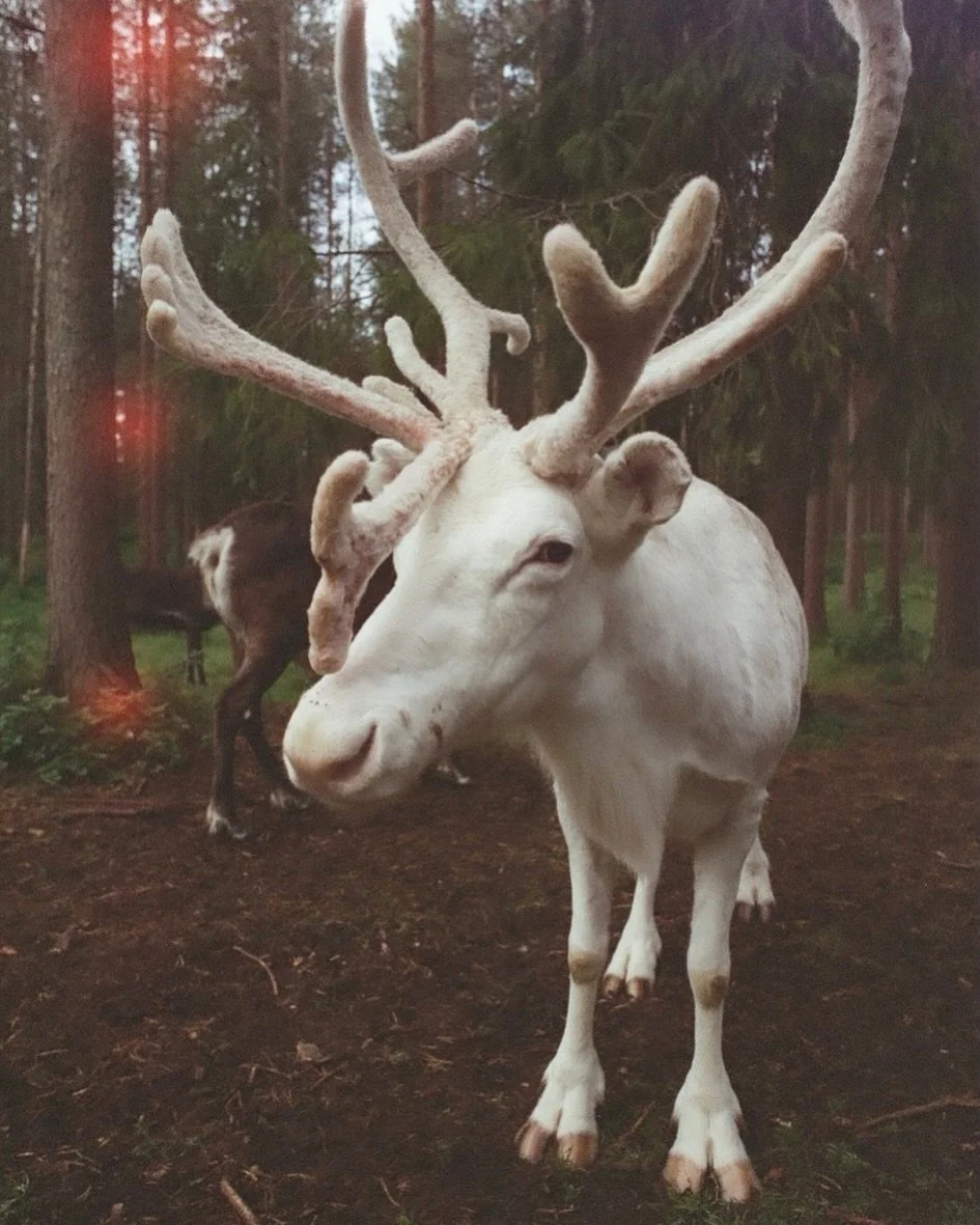 It&rsquo;s currently 23&deg; outside in Augusta, GA and has me reminiscing about Rovaniemi, Finland in August. I would die in winter there I&rsquo;m sure.

Film 📸 developed by @thedarkroomlab