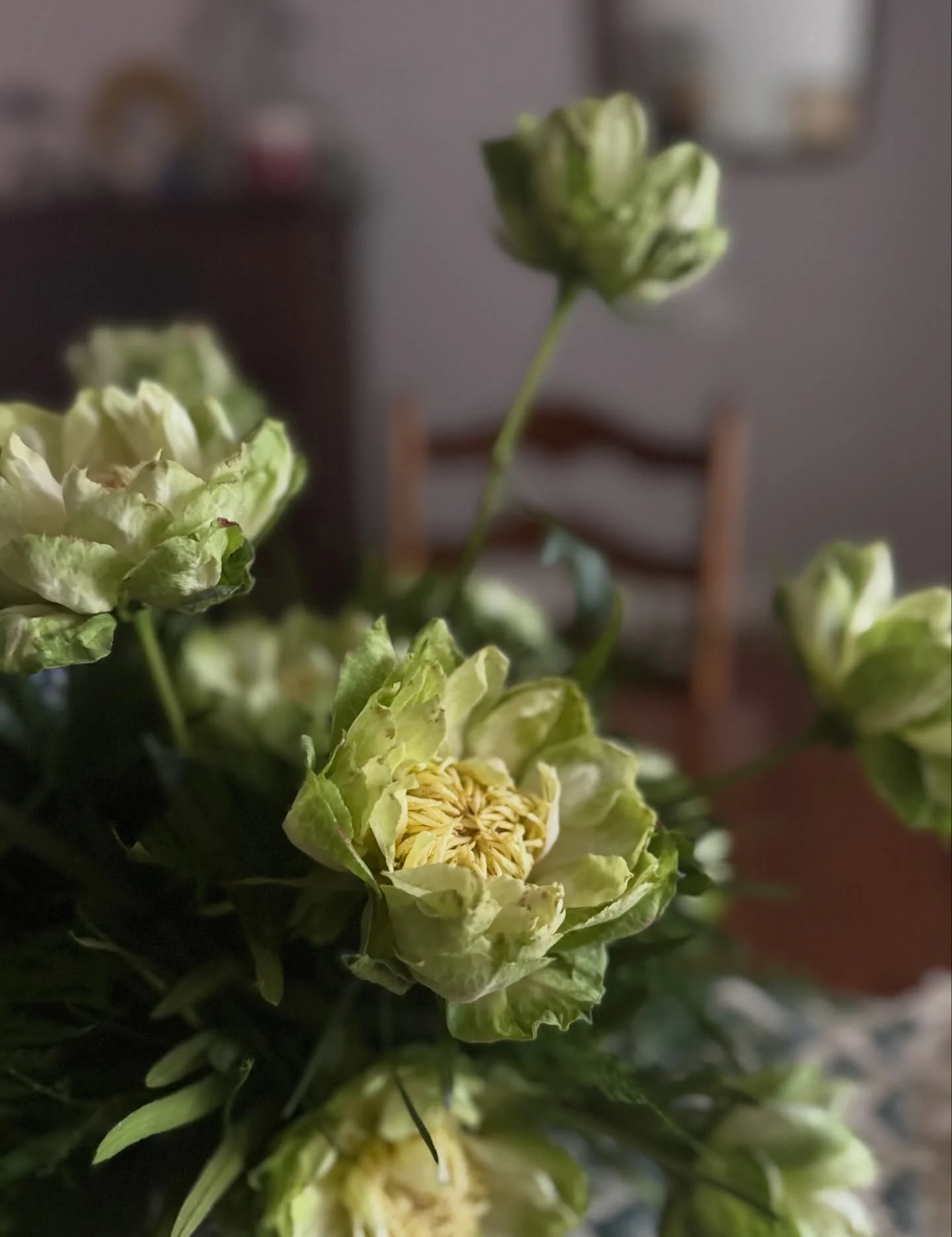 Just a little unedited procrastination post to show appreciation for this FABULOUS Veggie Garden Rose. I don&rsquo;t usually buy flowers for myself but these were an exception. 😍