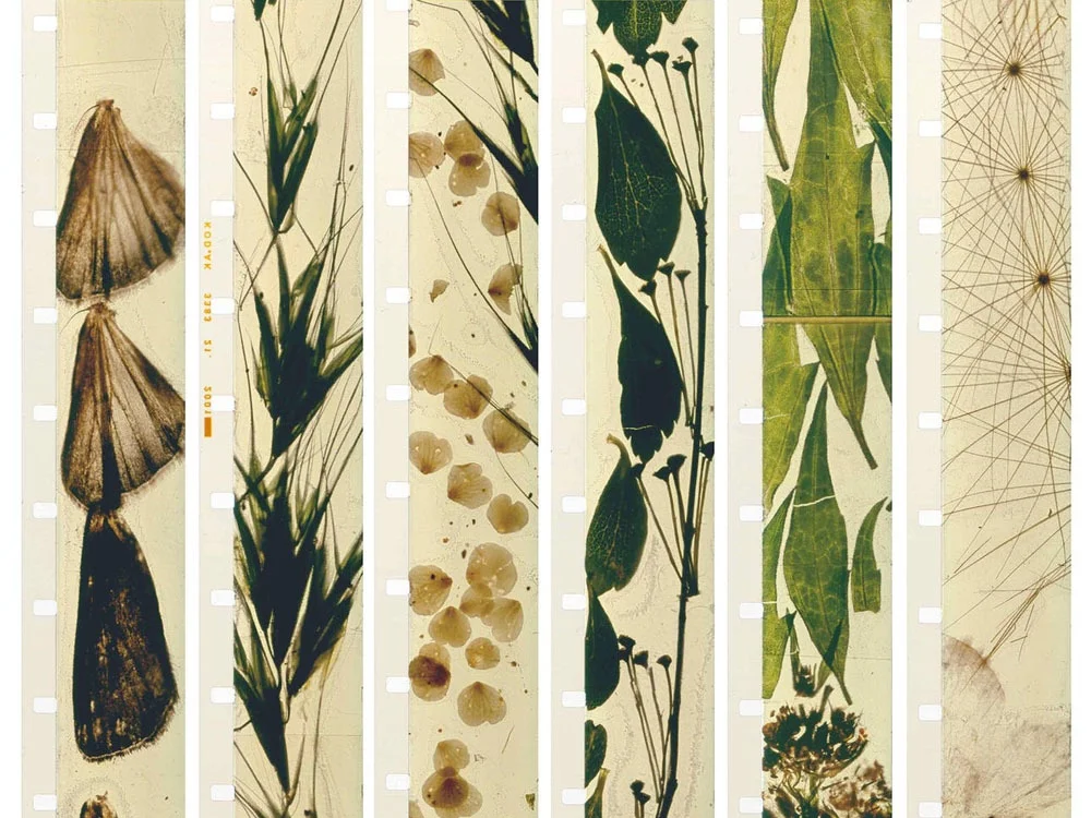 Stan Brakhage: Metaphors on Visio n Presented in association with San Francisco Cinematheque & Canyon Cinema Foundation Friday, December 8th , 2017 @ 7:30pm Yerba Buena Center for the Arts ▴ Light Industry's Thomas Beard in person ▴