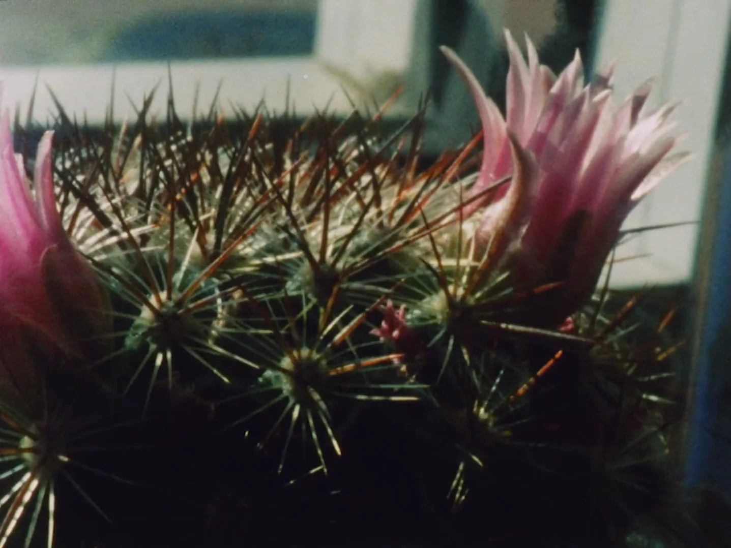 Helios Eric Stewart 2018 | 5 minutes | USA | 16mm | color | sound Time-lapses of cacti and succulent over the course of a year. Environmental data drives the tone and filtration of the sounds while the rising and setting of the sun illuminates plant growth in and out phase with each eachother. -ES