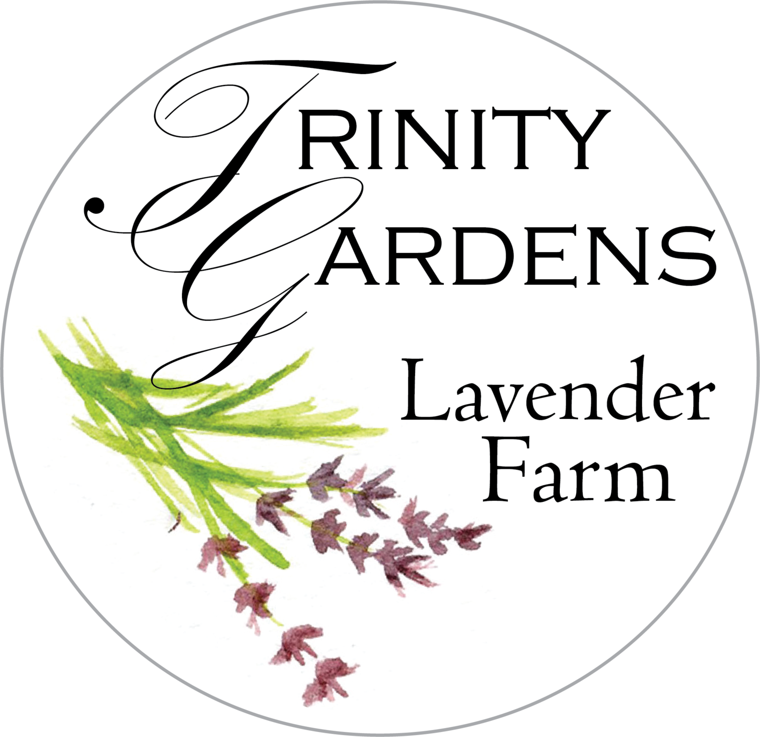 Trinity Gardens Lavender Farm