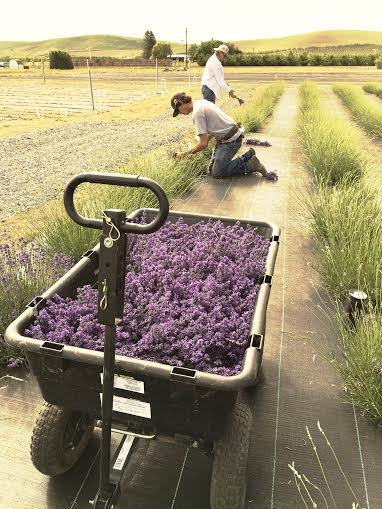 2016harvest.jpg