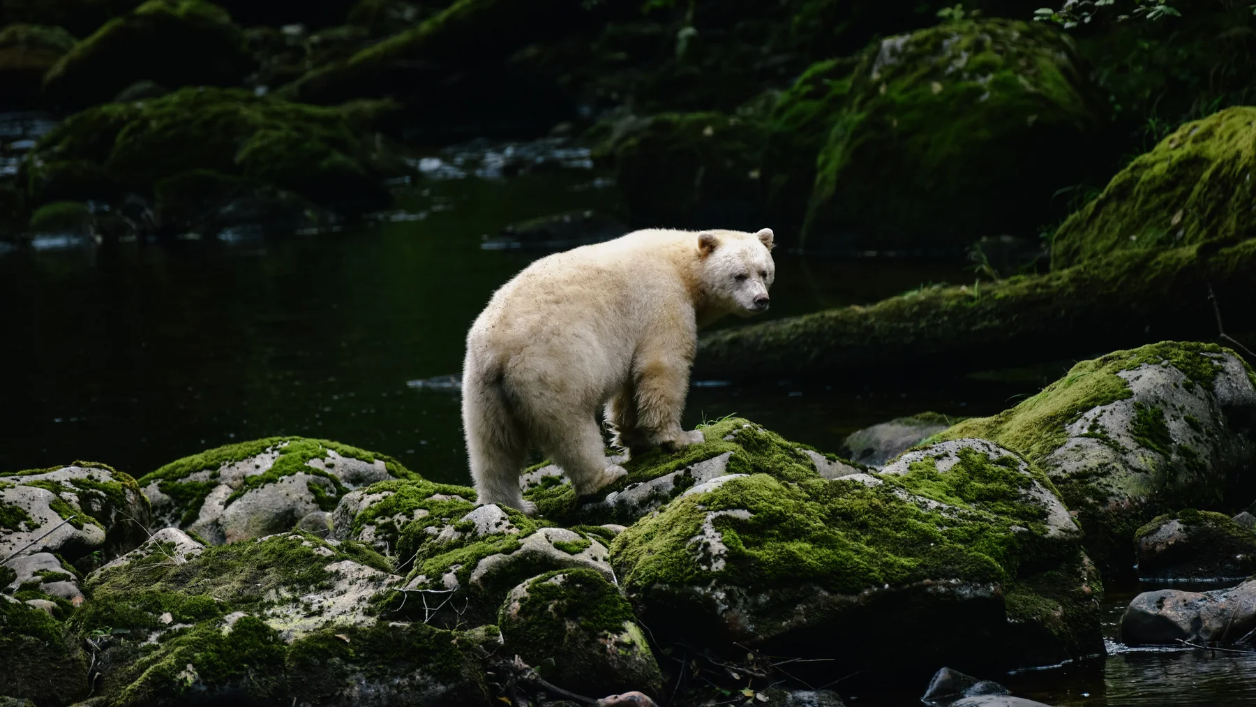 spirit_bear_gbr-circa1983-20160904-2050_©_Owen Perry & CIRCA 1983-2.jpg