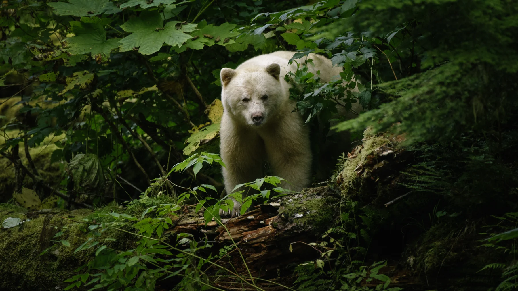 spirit_bear_gbr-circa1983-20160904-2865_©_.jpg