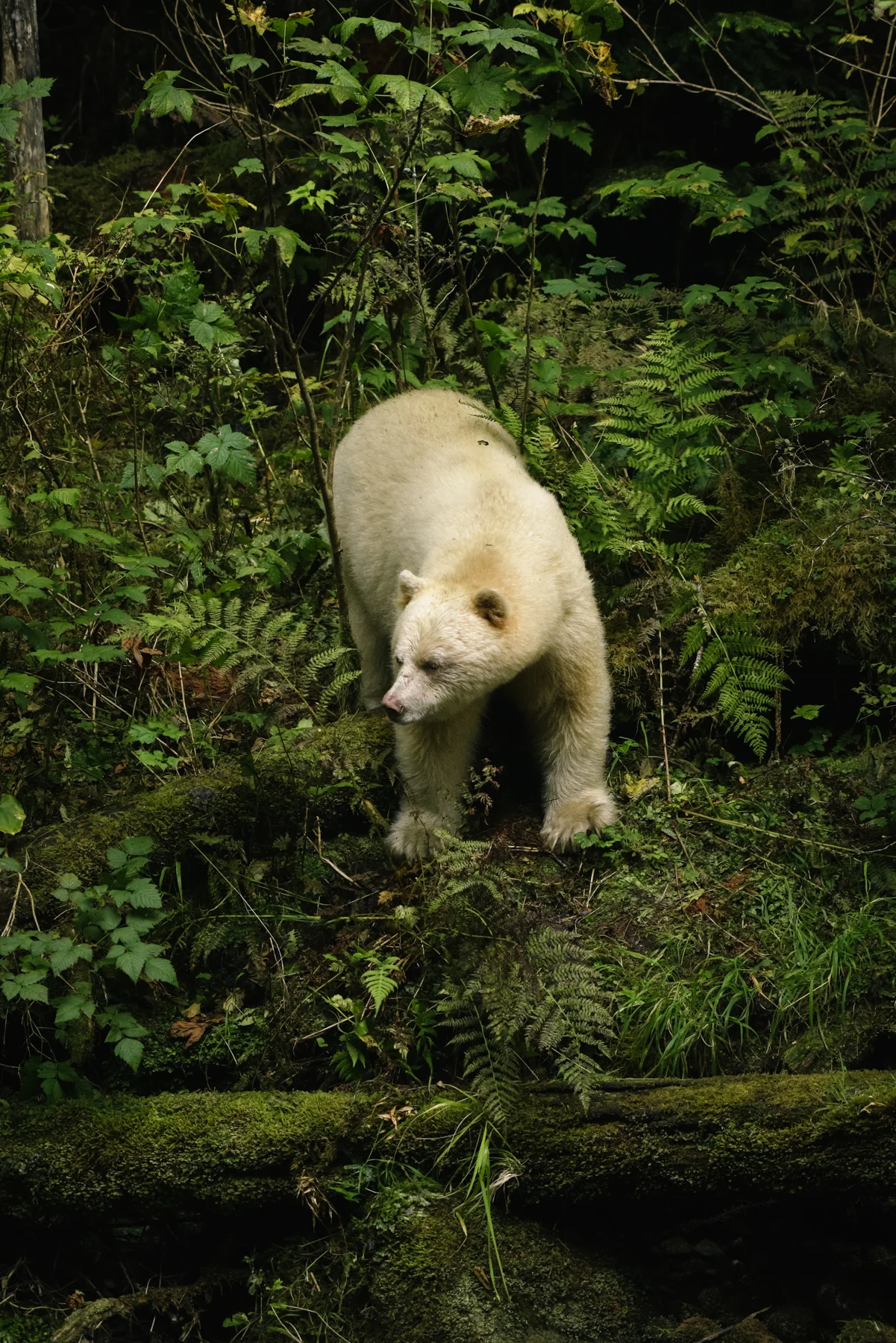 spirit_bear_gbr-circa1983-20160904-2899_©_.jpg