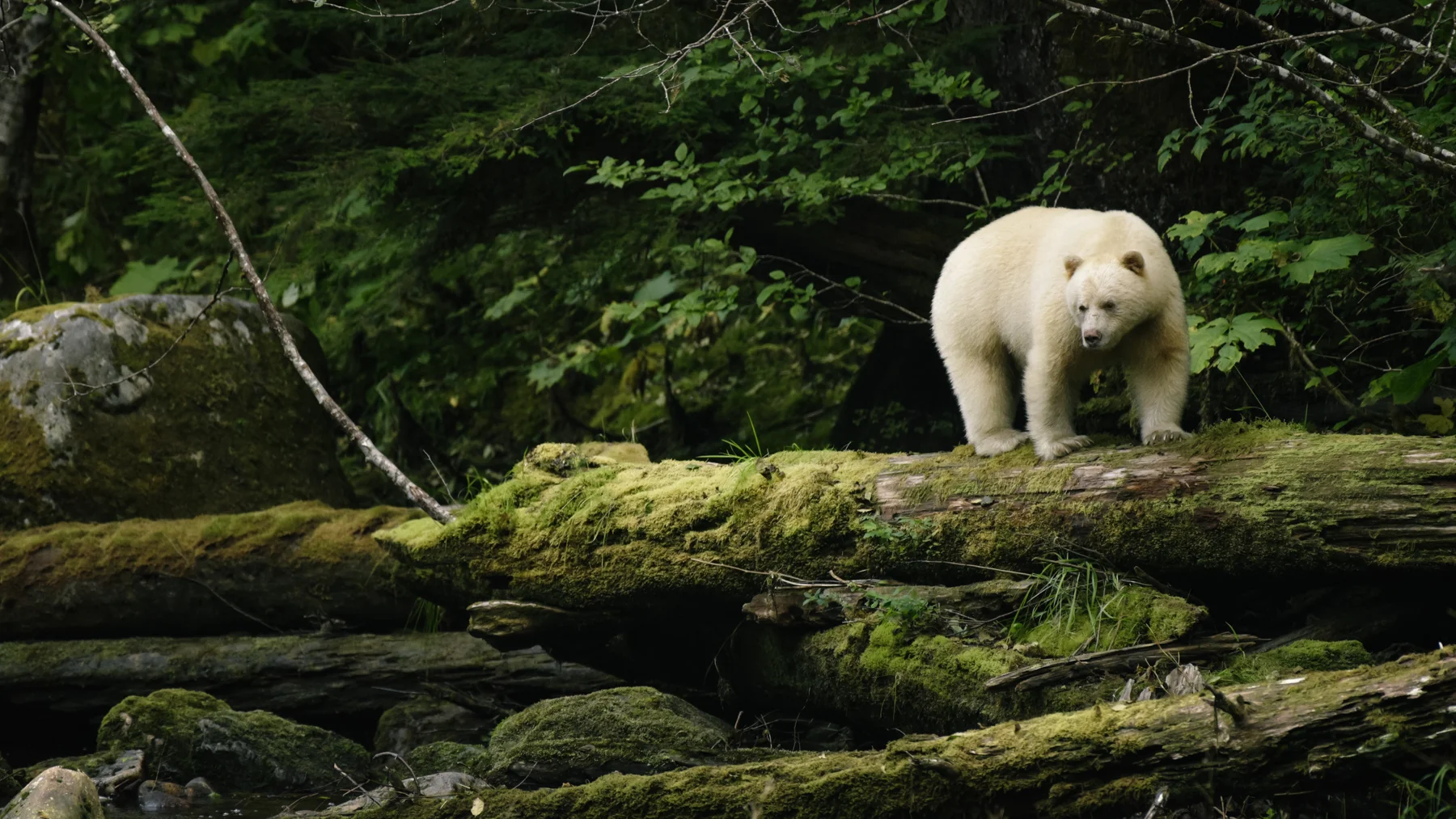 spirit_bear_gbr-circa1983-20160904-2862_©_.jpg