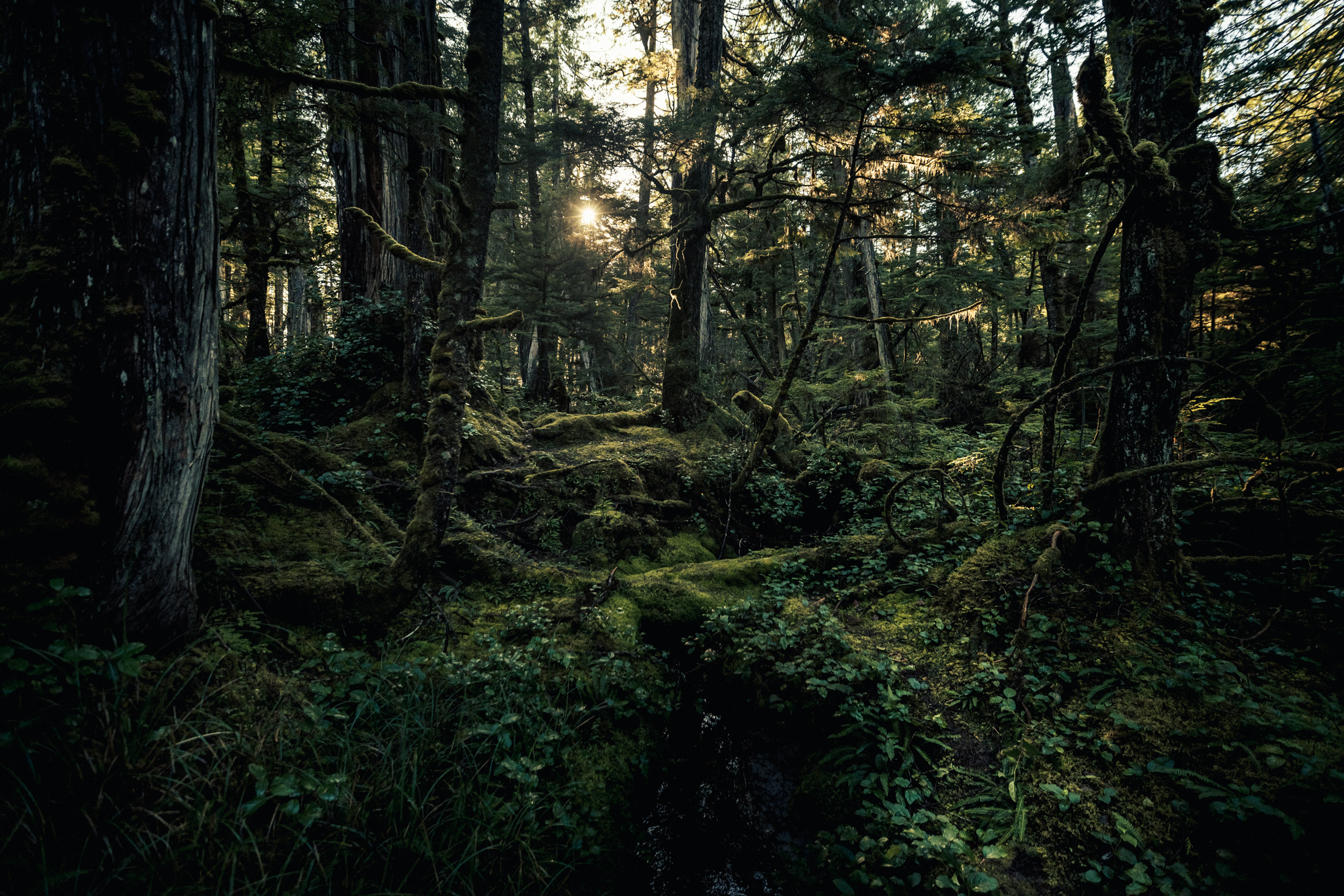 infocus_forest_goose_island.jpg