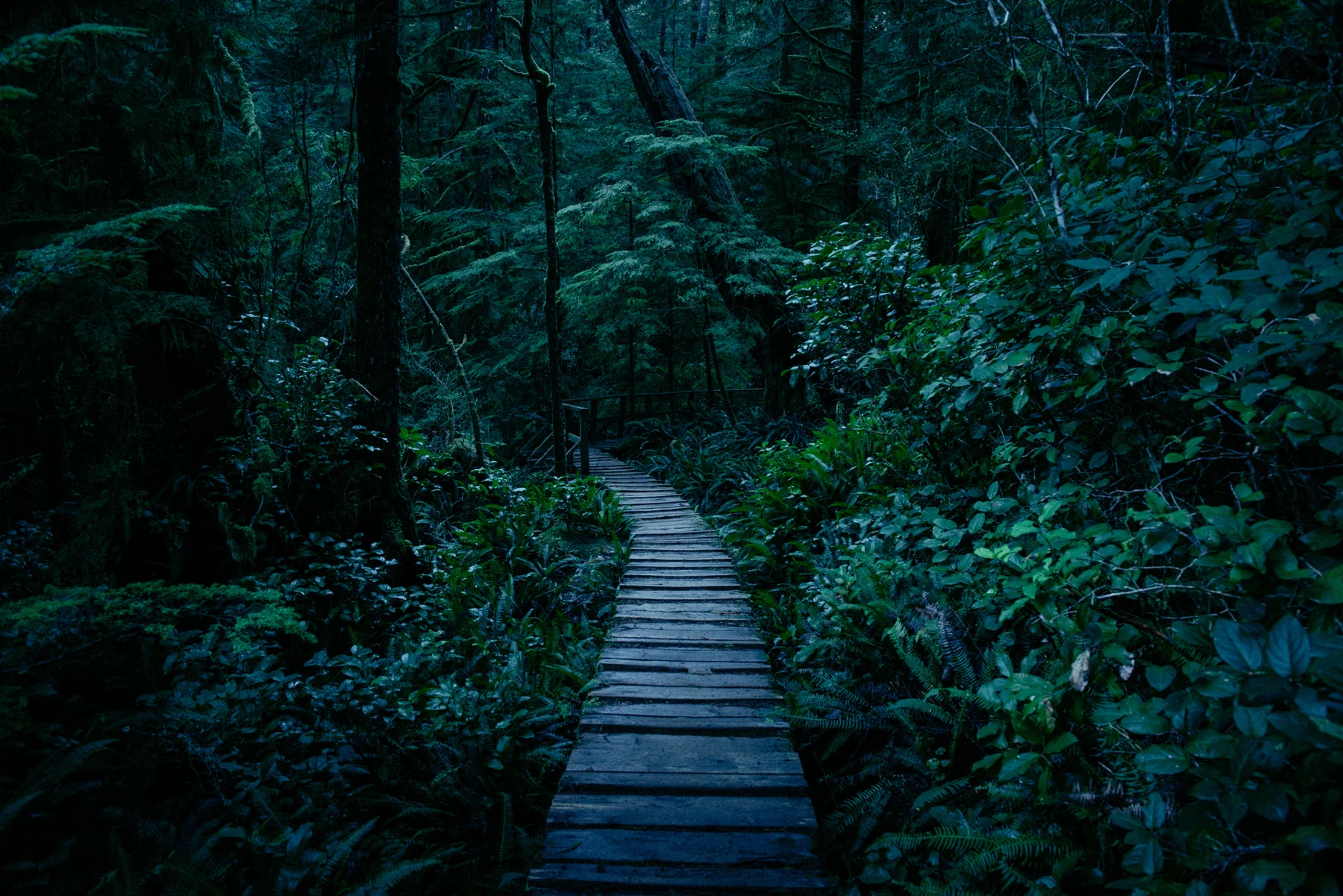 forest_DSC_0997_©_Owen Perry & CIRCA 1983.jpg