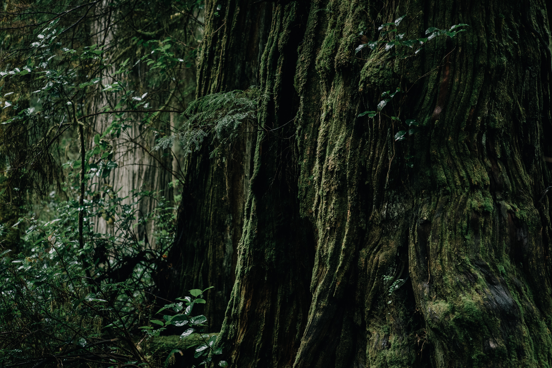 forest_DSC_9100_©_Owen Perry & CIRCA 1983.jpg