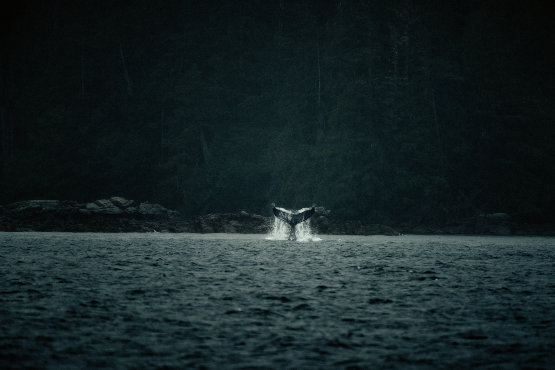"This is the land of Only. The only place on earth where wolves rely on salmon; the only place on earth where five species of salmon fertilize the forest with their bodies, hauled in by wolves and bears and birds and weasels who all have a gluttonous tendency to leave half-eaten carcasses rotting into the moss, in turn to feed the trees - scientists have found salmon-specific nitrogen isotopes in the uppermost needles of these conifers, the only place on earth you'll see that. If you can't find an only, other superlatives will do. This is the biggest contiguous stretch of temperate rain forest on earth. Despite the industrial onslaughts of the twentieth century, this ocean-forest hybrid still harbours the greatest biomass density of any ecosystem in the world." - Arno Kopecky, The Oil Man And The Sea