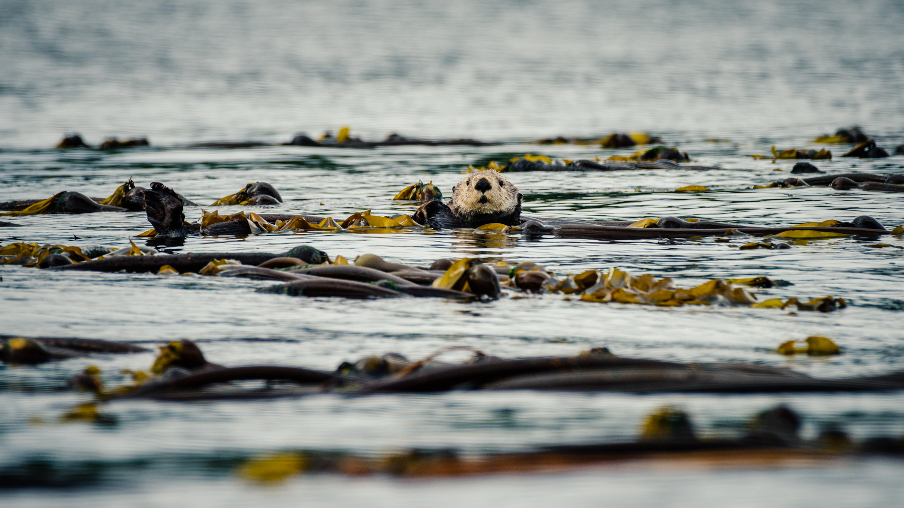 greatbear_gbr-circa1983-20160901-0111_©_.jpg