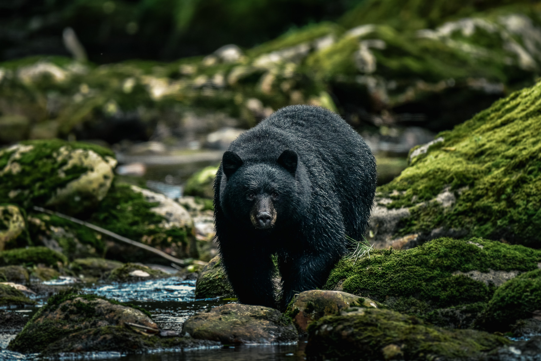 great_bear-gbr-circa1983-20160904-2381-.jpg