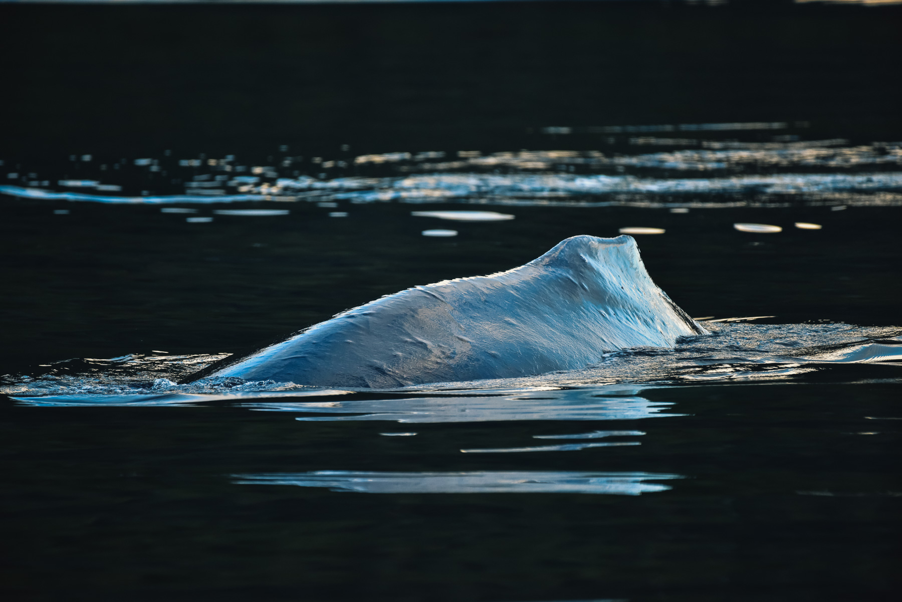great_bear-gbr-circa1983-20160903-1710-2-.jpg