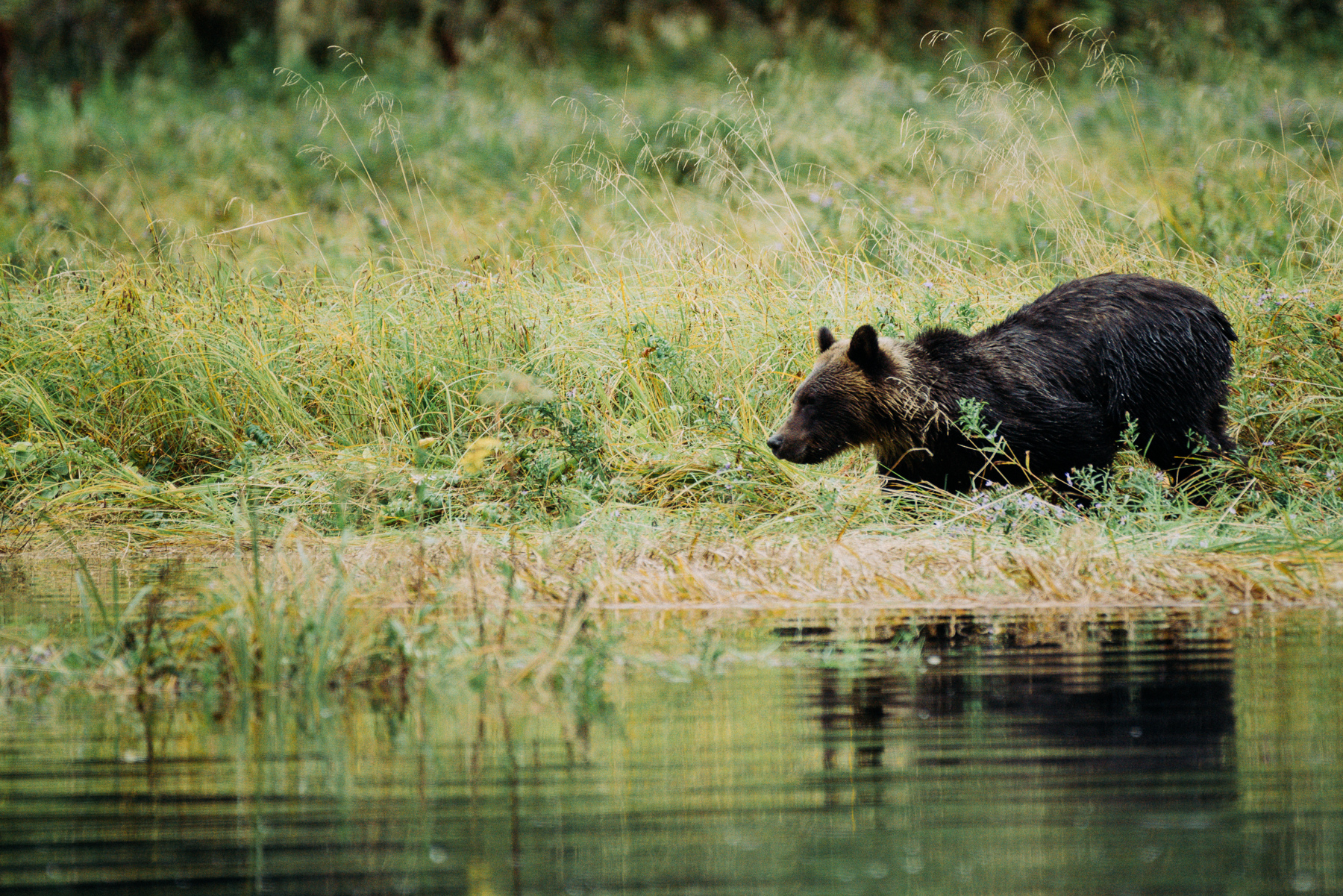 great_bear-gbr-circa1983-20160902-0959--3.jpg