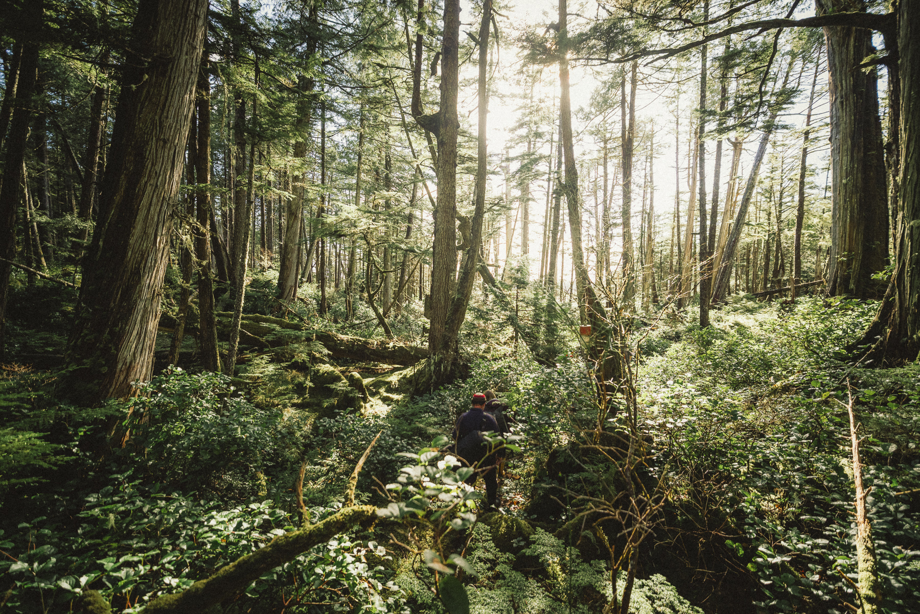 rainforest_circa1983-DSC_3617-2-.jpg