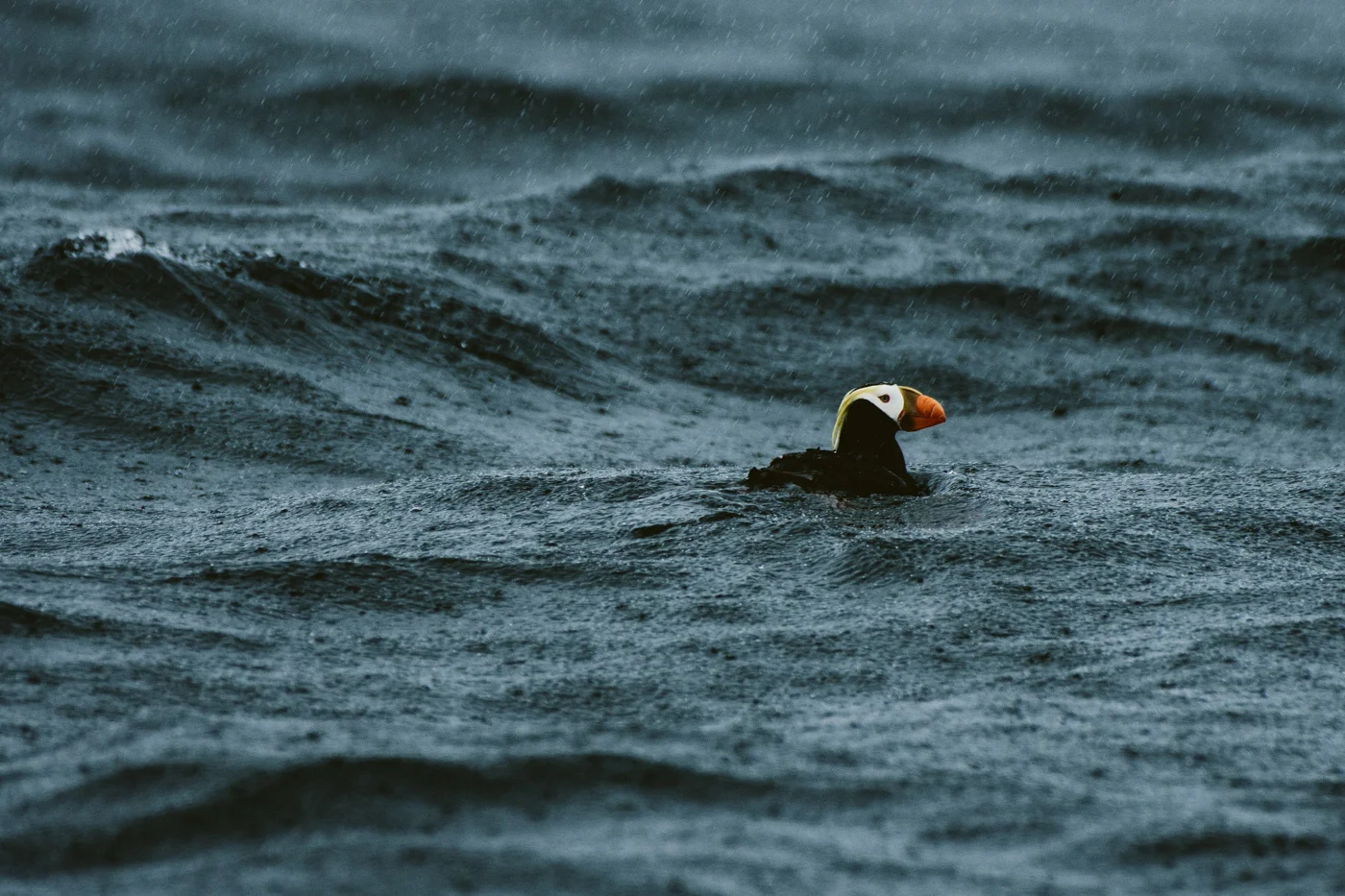 Tufted Puffin