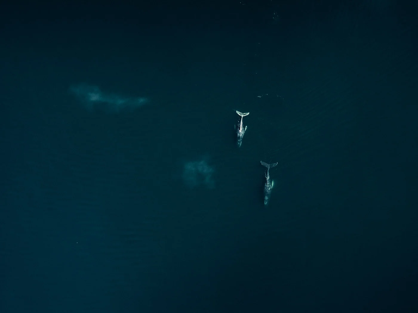Humpbacks From Above