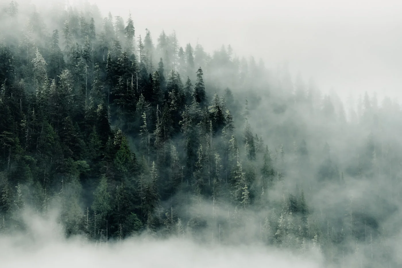 Khutzeymateen Old Growth