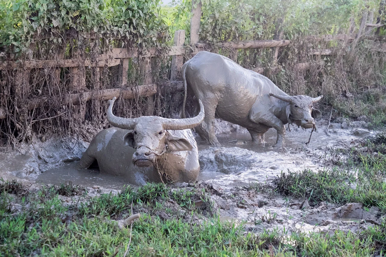  Water buffalos bath in the mud on the bank of the Indawgyi Lake.  Burma 2015 - Francesco Vicenzi Photography 