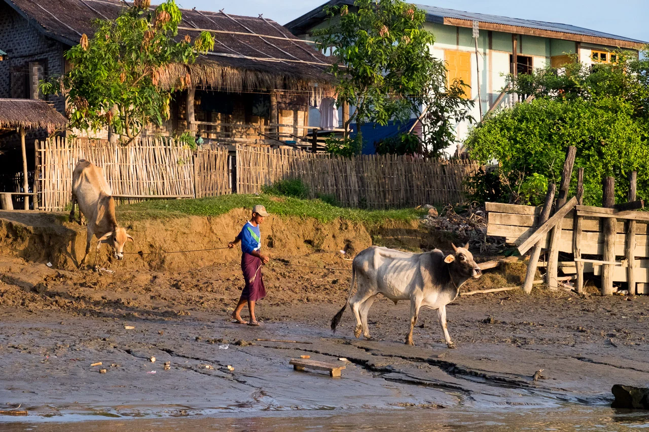  A farmer walks his cows to water on the Irrawaddy River near Katha.&nbsp;  Burma 2015 - Francesco Vicenzi Photography 