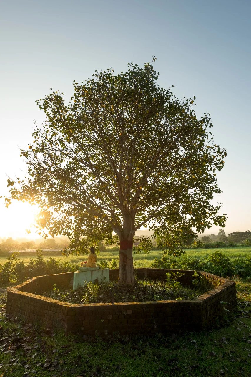  A Buddha statue sits in the shade of a big tree.  Burma 2015 - Francesco Vicenzi Photography 