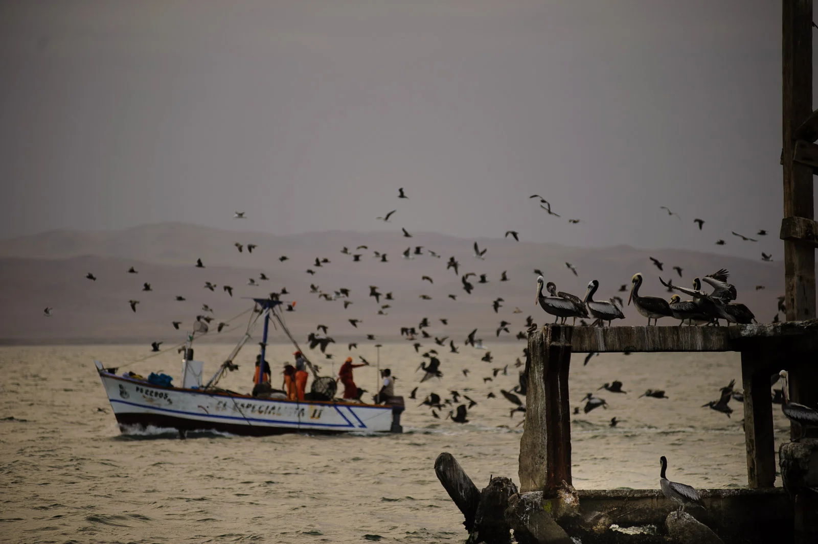  Islas Ballesta, Peru 2010 