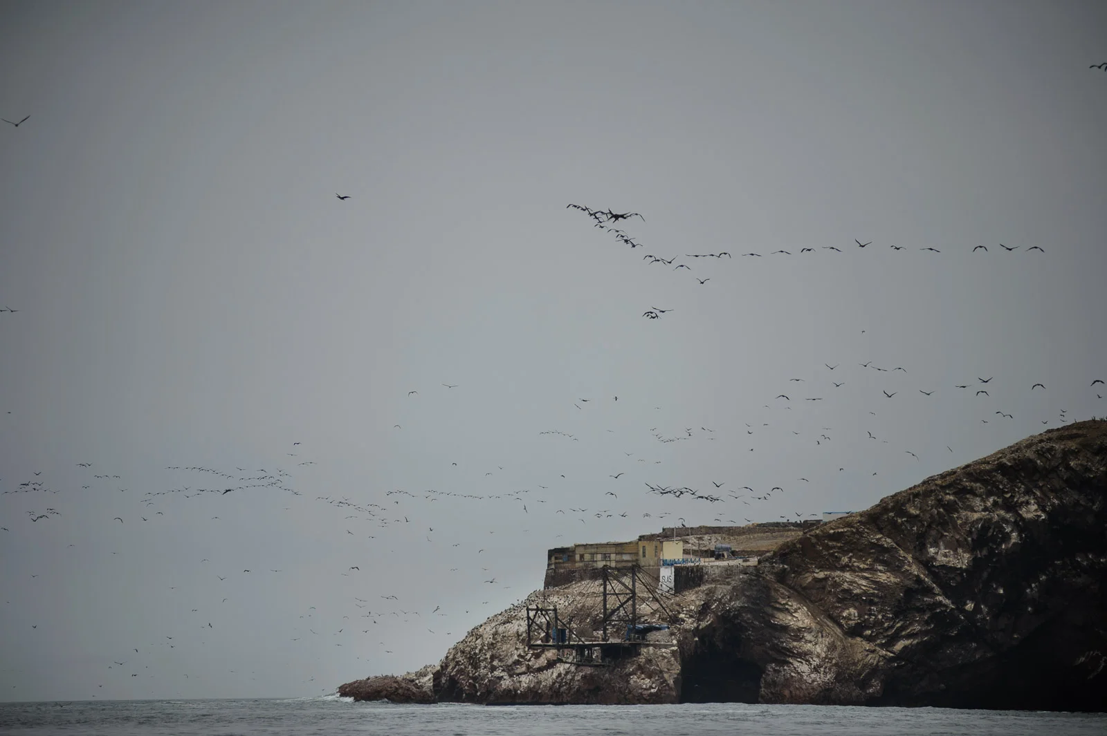  Islas Ballesta, Peru 2010 