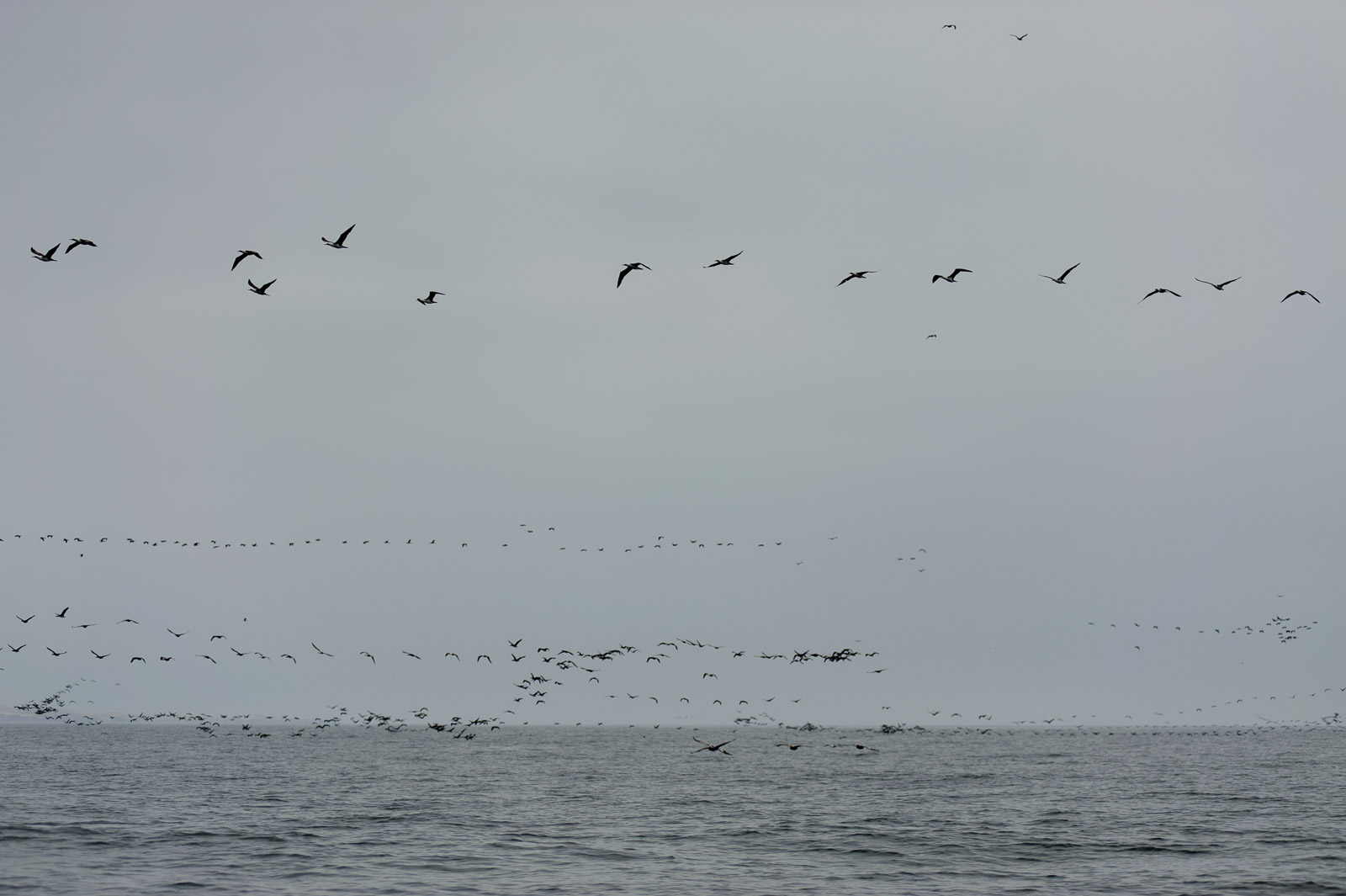  Islas Ballesta, Peru 2010 