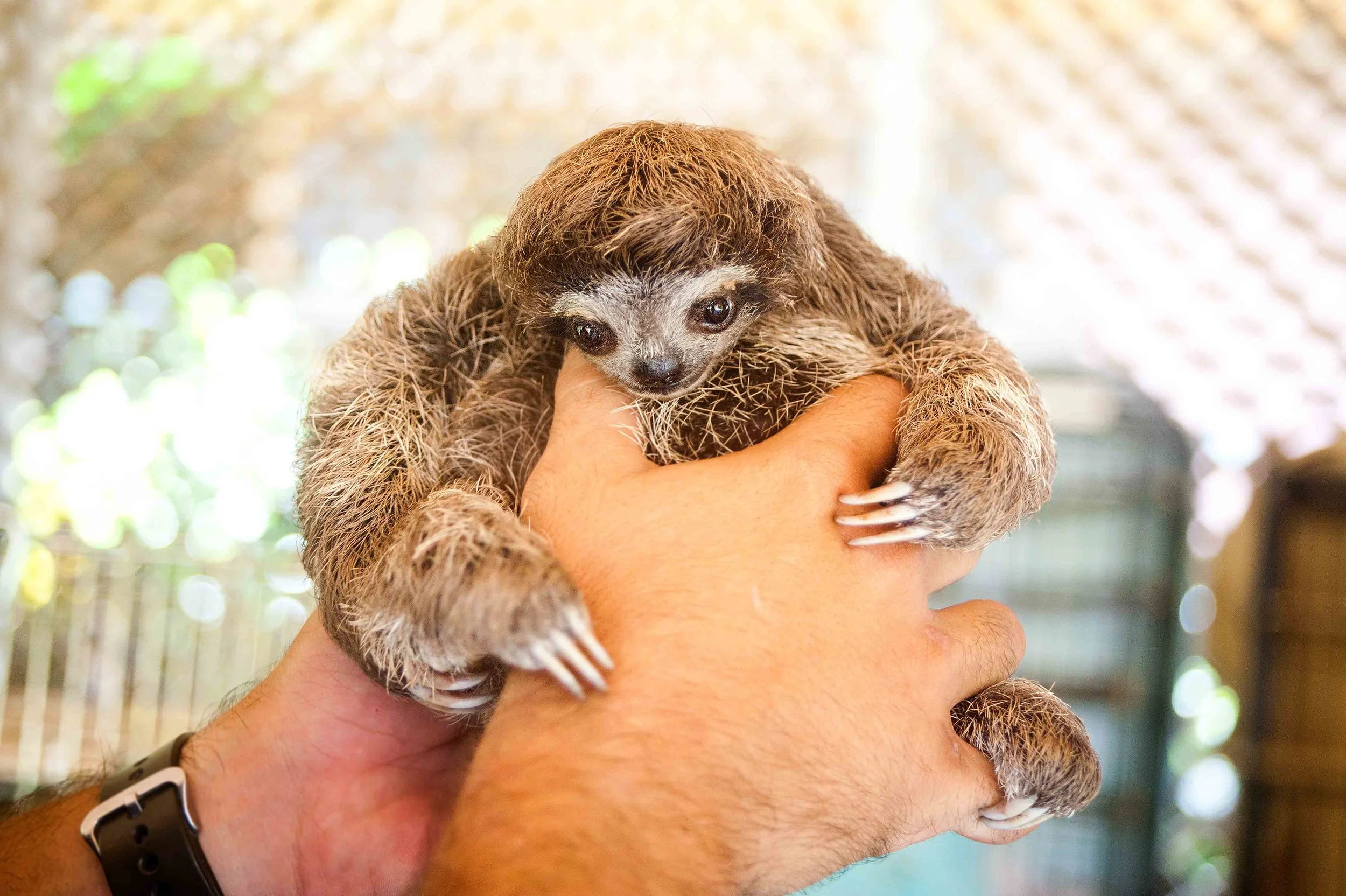  The Sloth Center - Cahuita - Costa Rica - 2010 