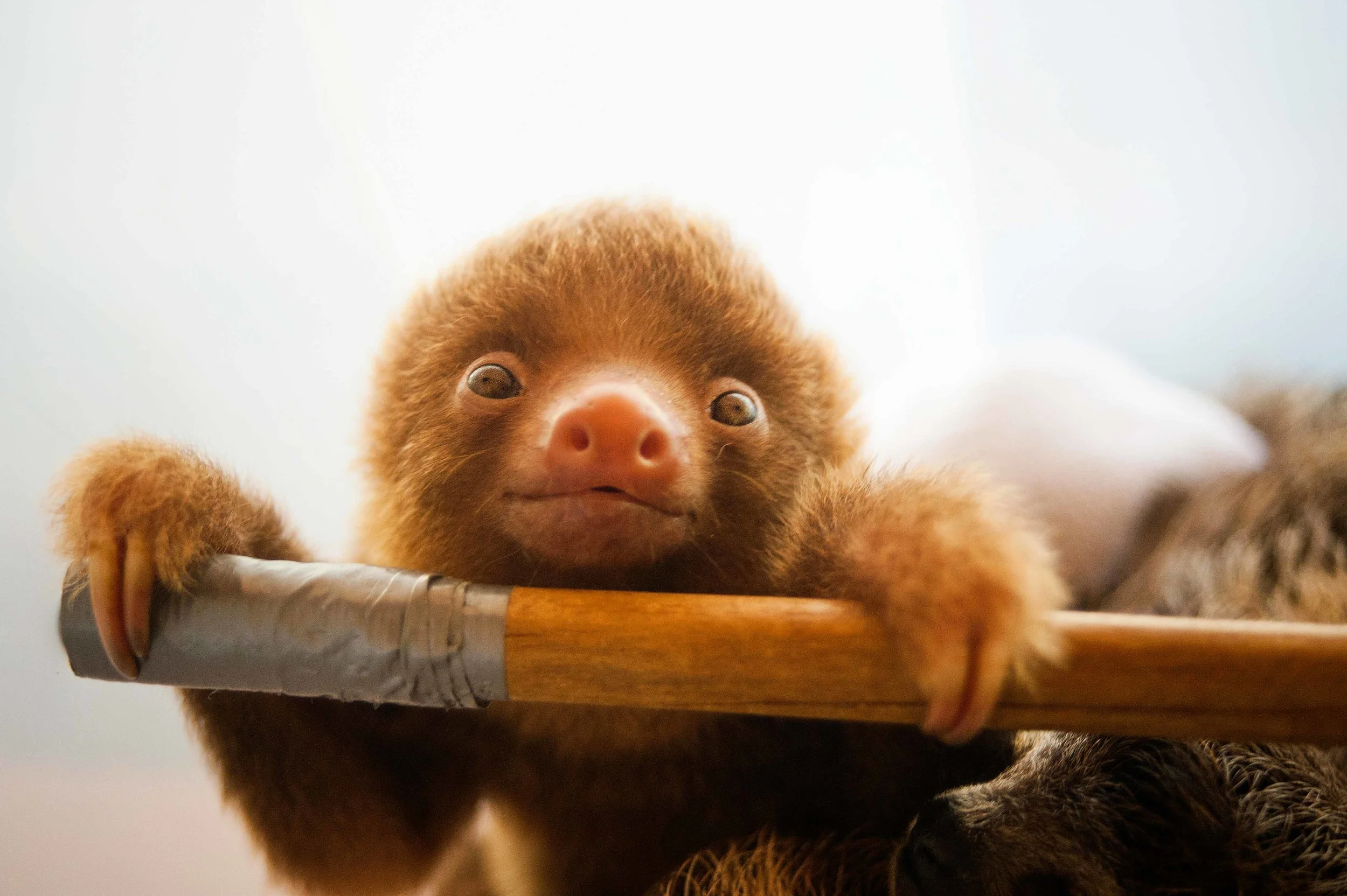  The Sloth Center - Cahuita - Costa Rica - 2010 