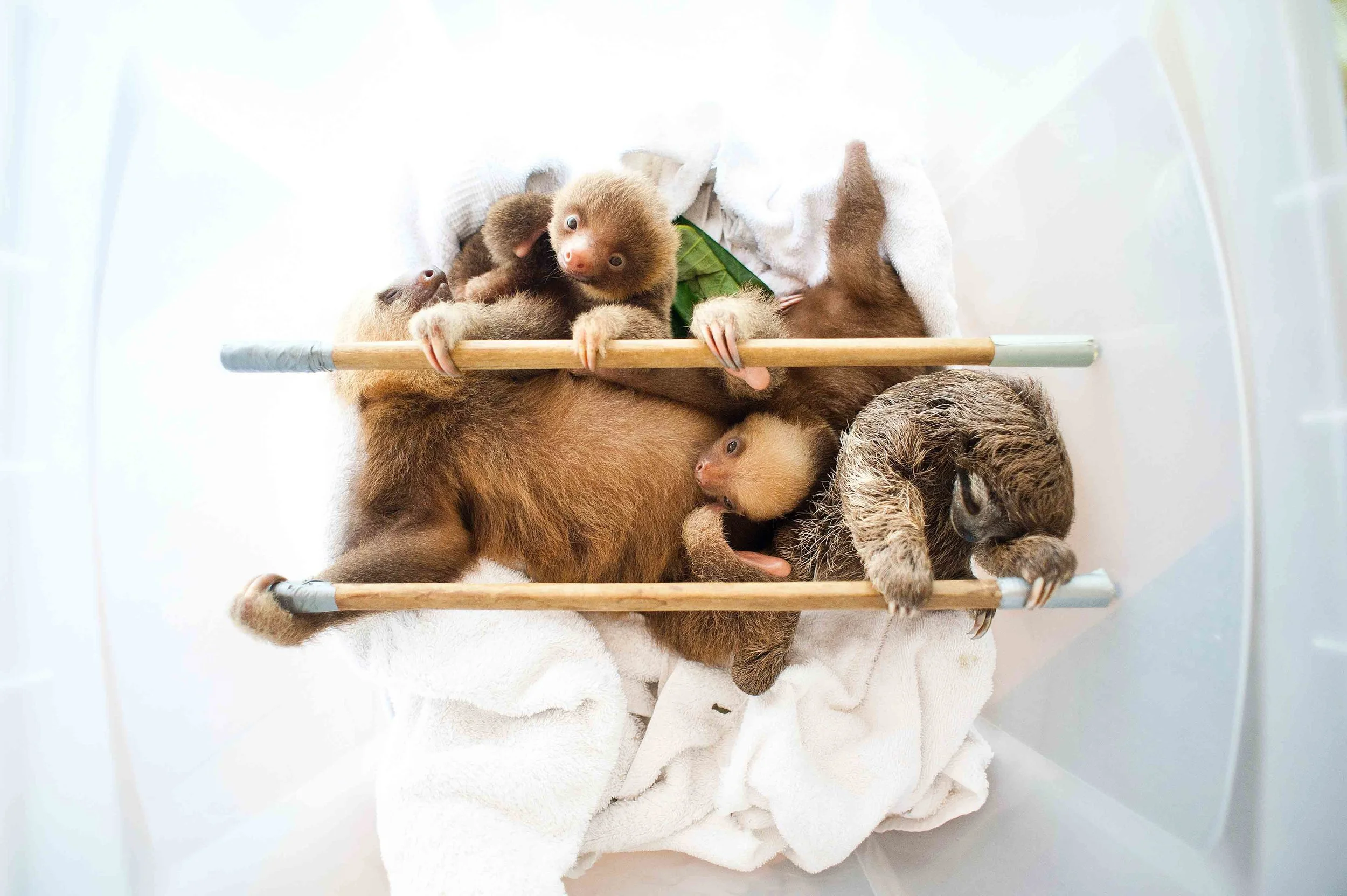  The Sloth Center - Cahuita - Costa Rica - 2010 