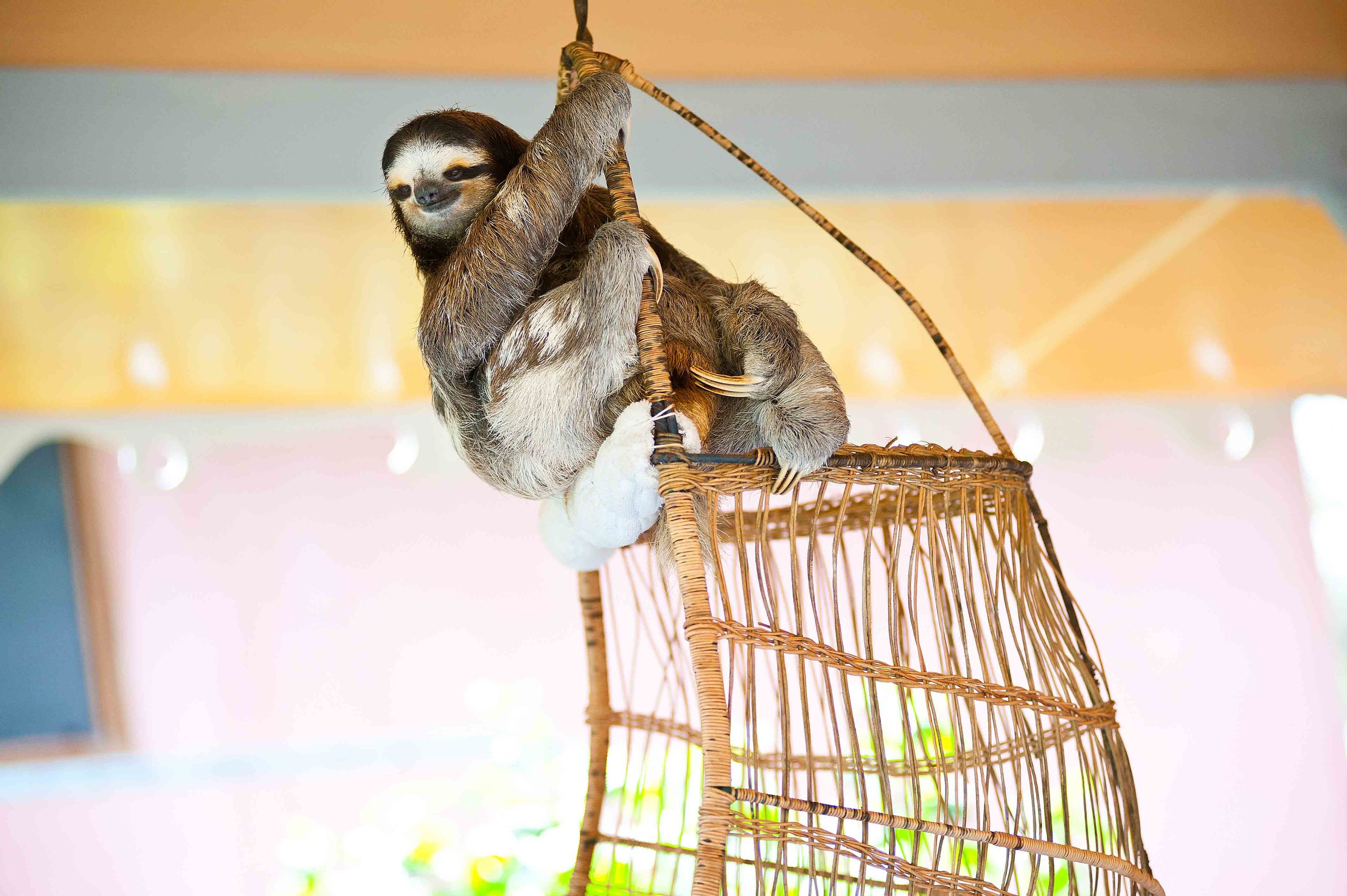  The Sloth Center - Cahuita - Costa Rica - 2010 