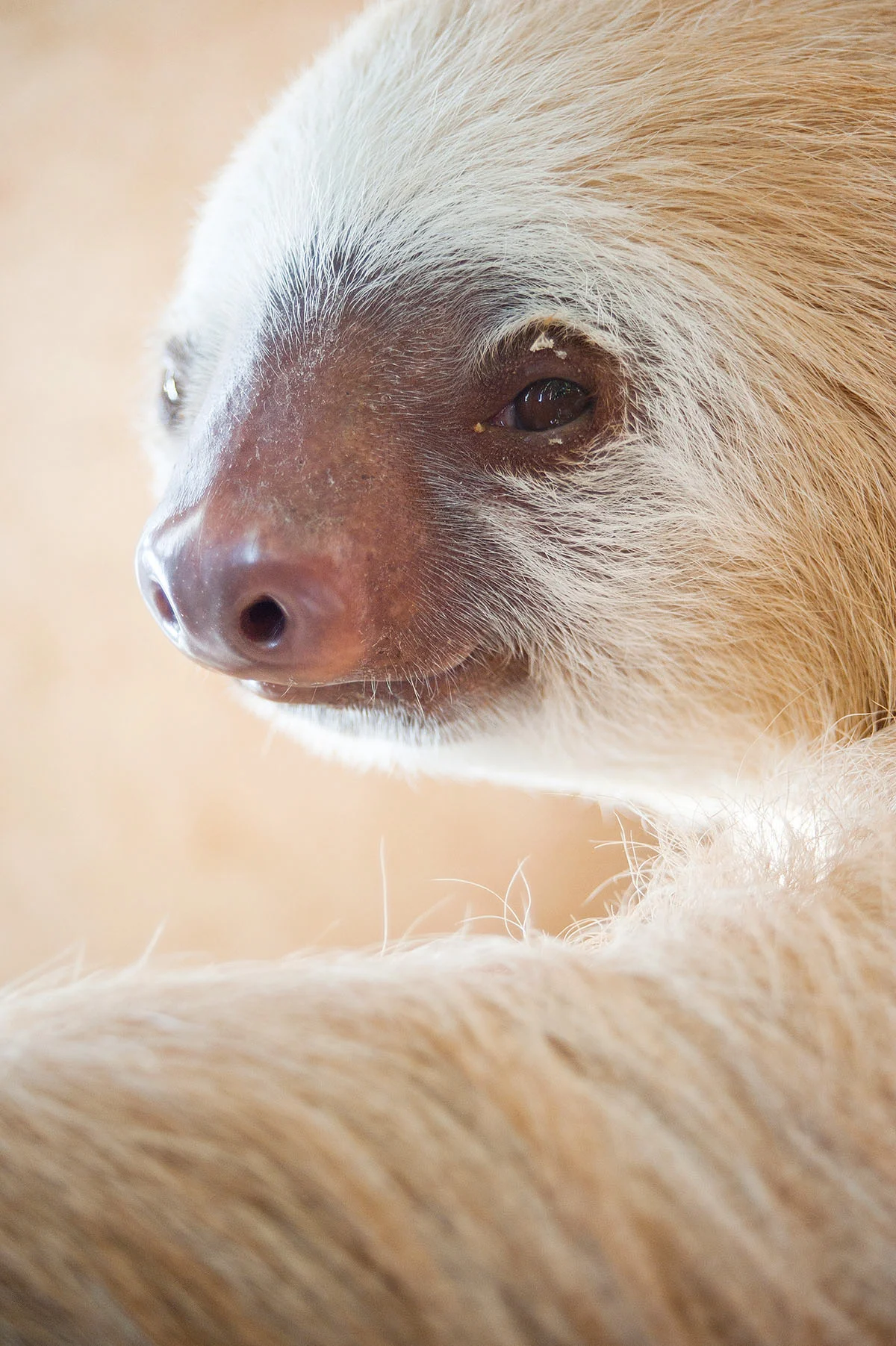  The Sloth Center - Cahuita - Costa Rica - 2010 