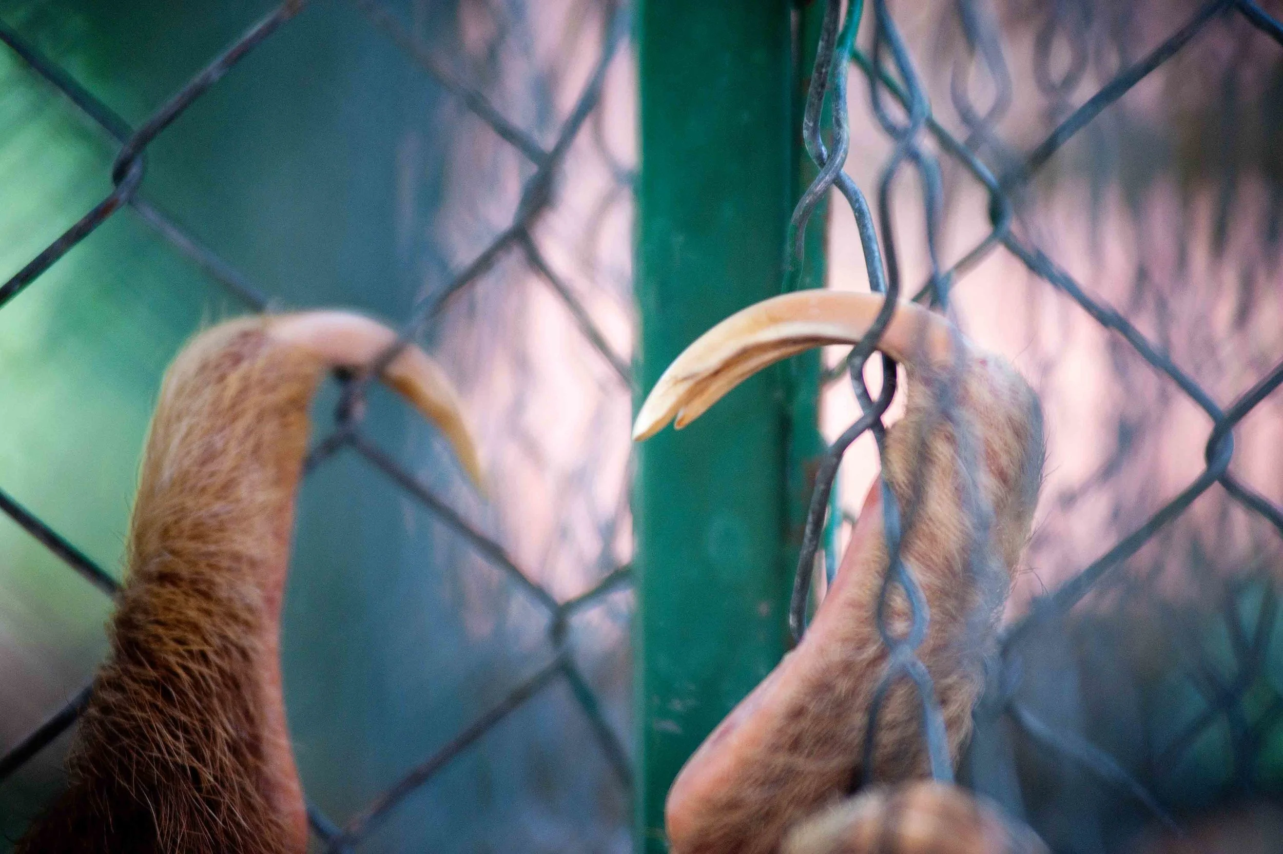  The Sloth Center - Cahuita - Costa Rica - 2010 