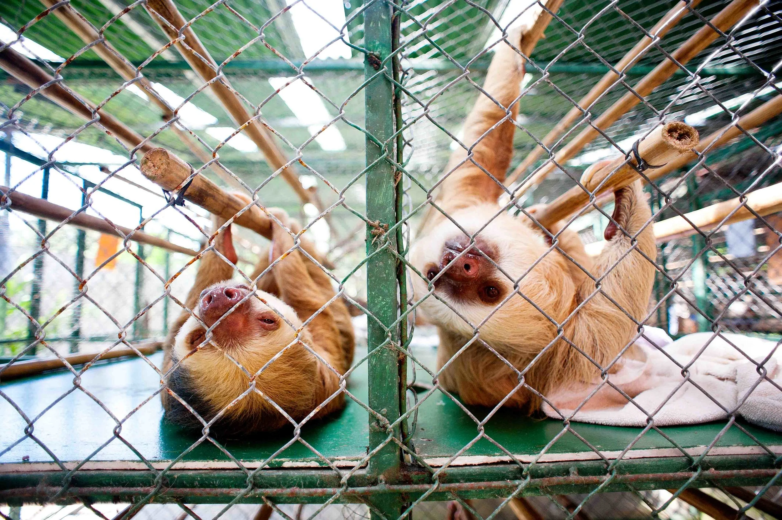  The Sloth Center - Cahuita - Costa Rica - 2010 