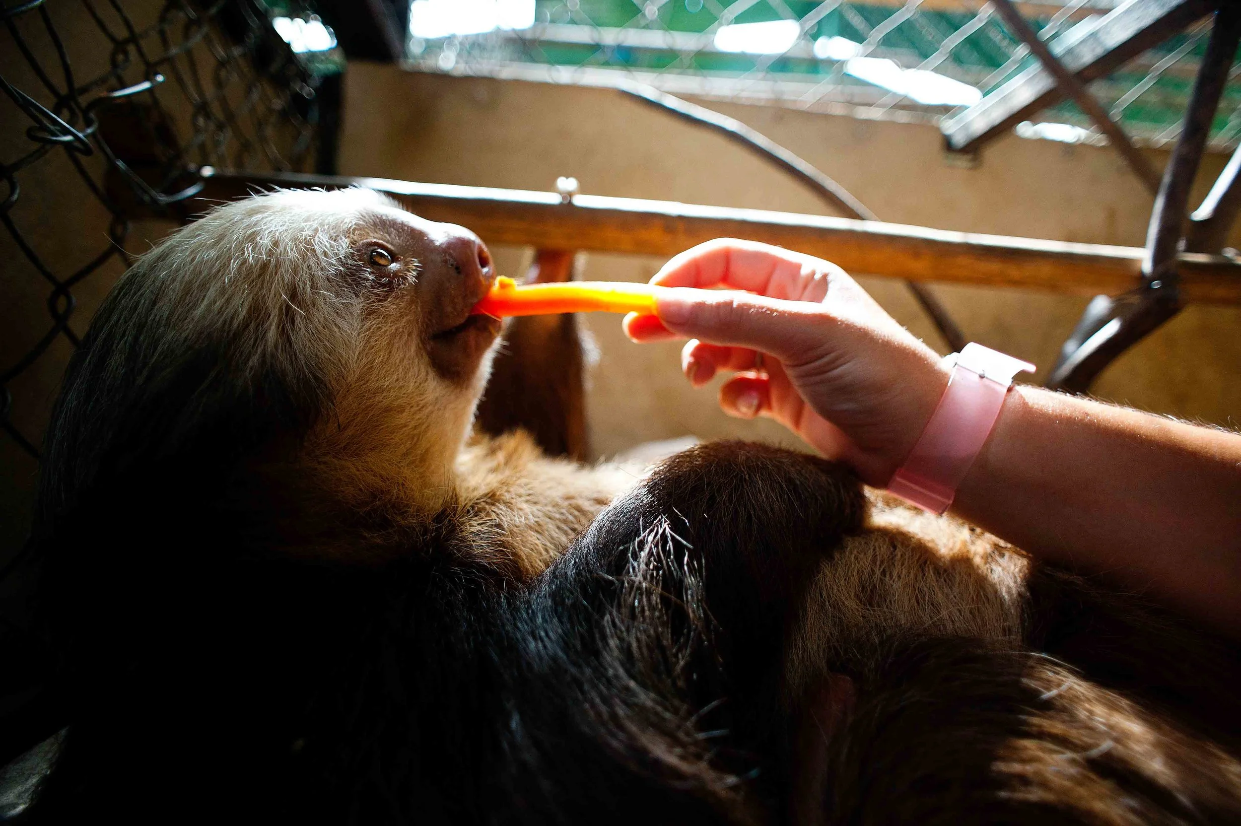  The Sloth Center - Cahuita - Costa Rica - 2010 