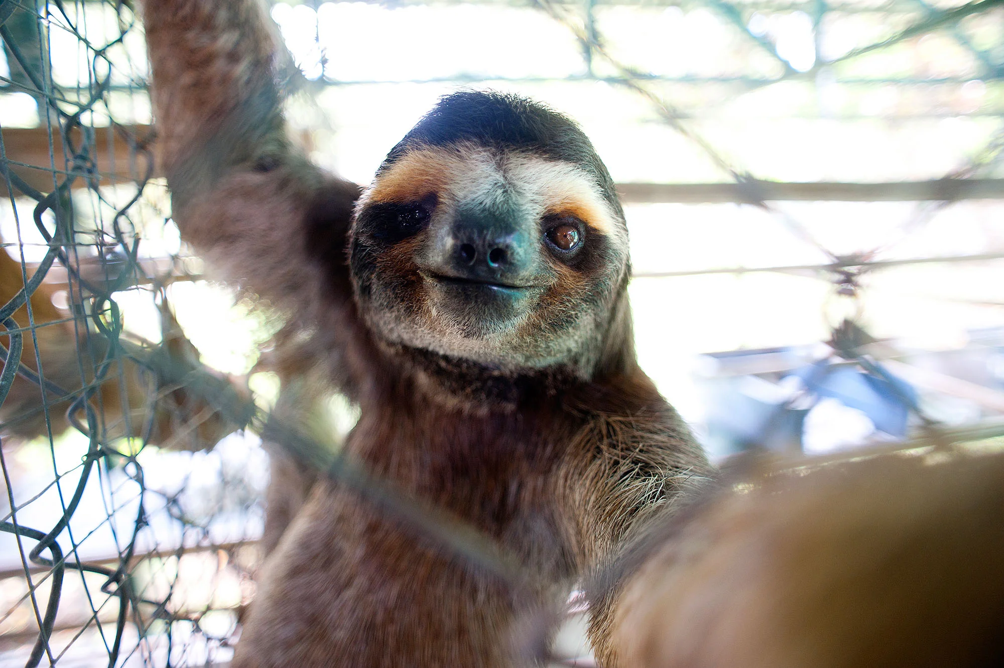  The Sloth Center - Cahuita - Costa Rica - 2010 