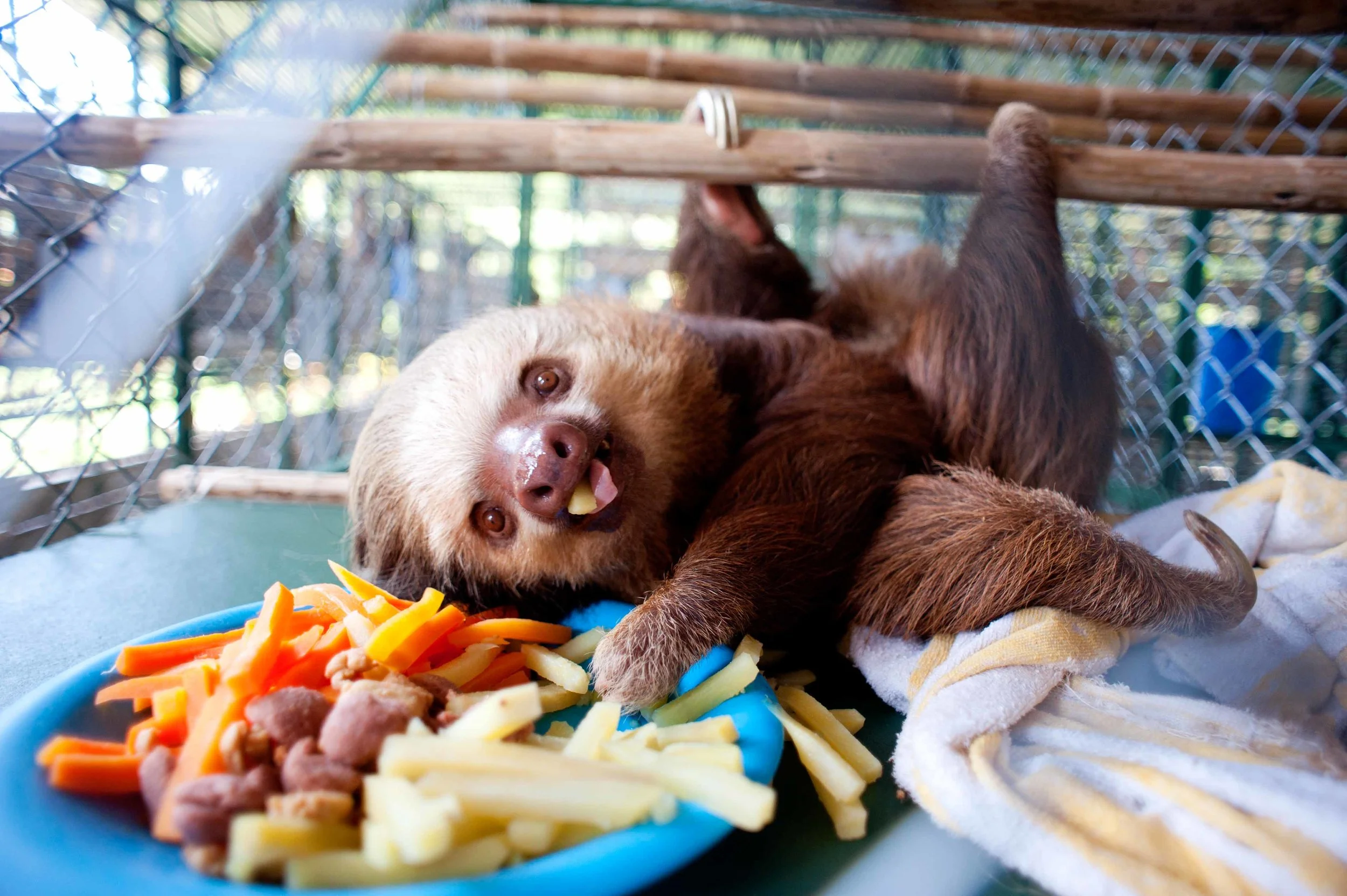  The Sloth Center - Cahuita - Costa Rica - 2010 