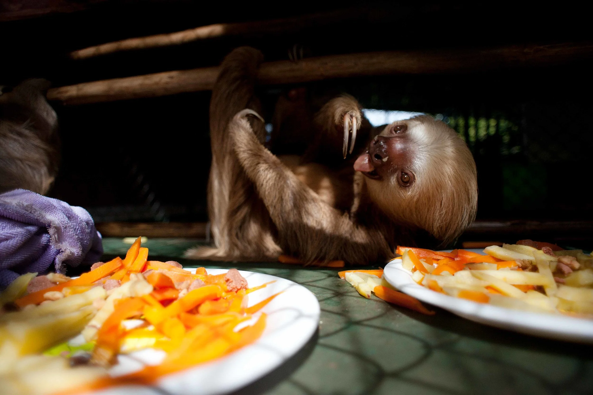  The Sloth Center - Cahuita - Costa Rica - 2010 