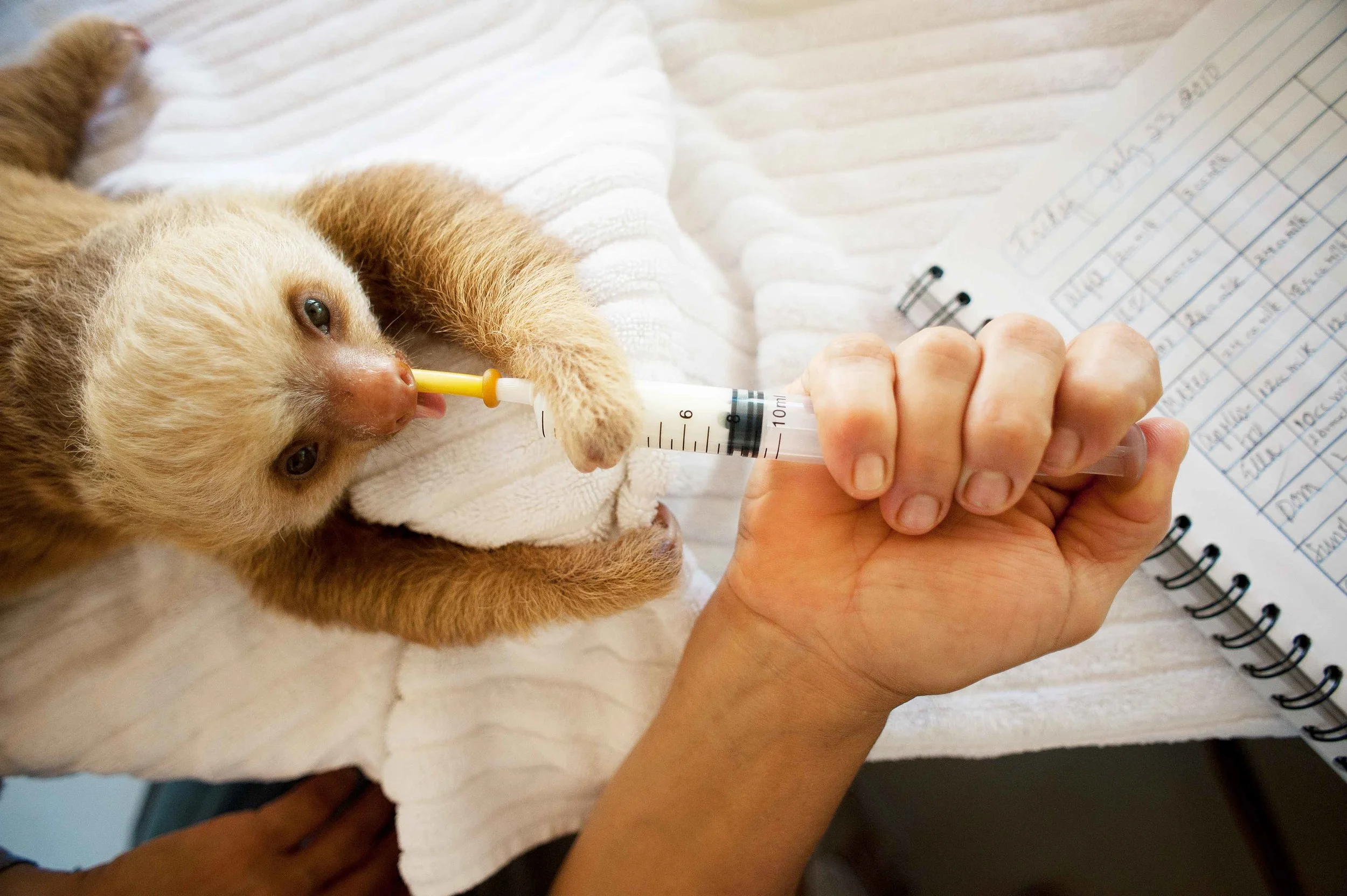  The Sloth Center - Cahuita - Costa Rica - 2010 