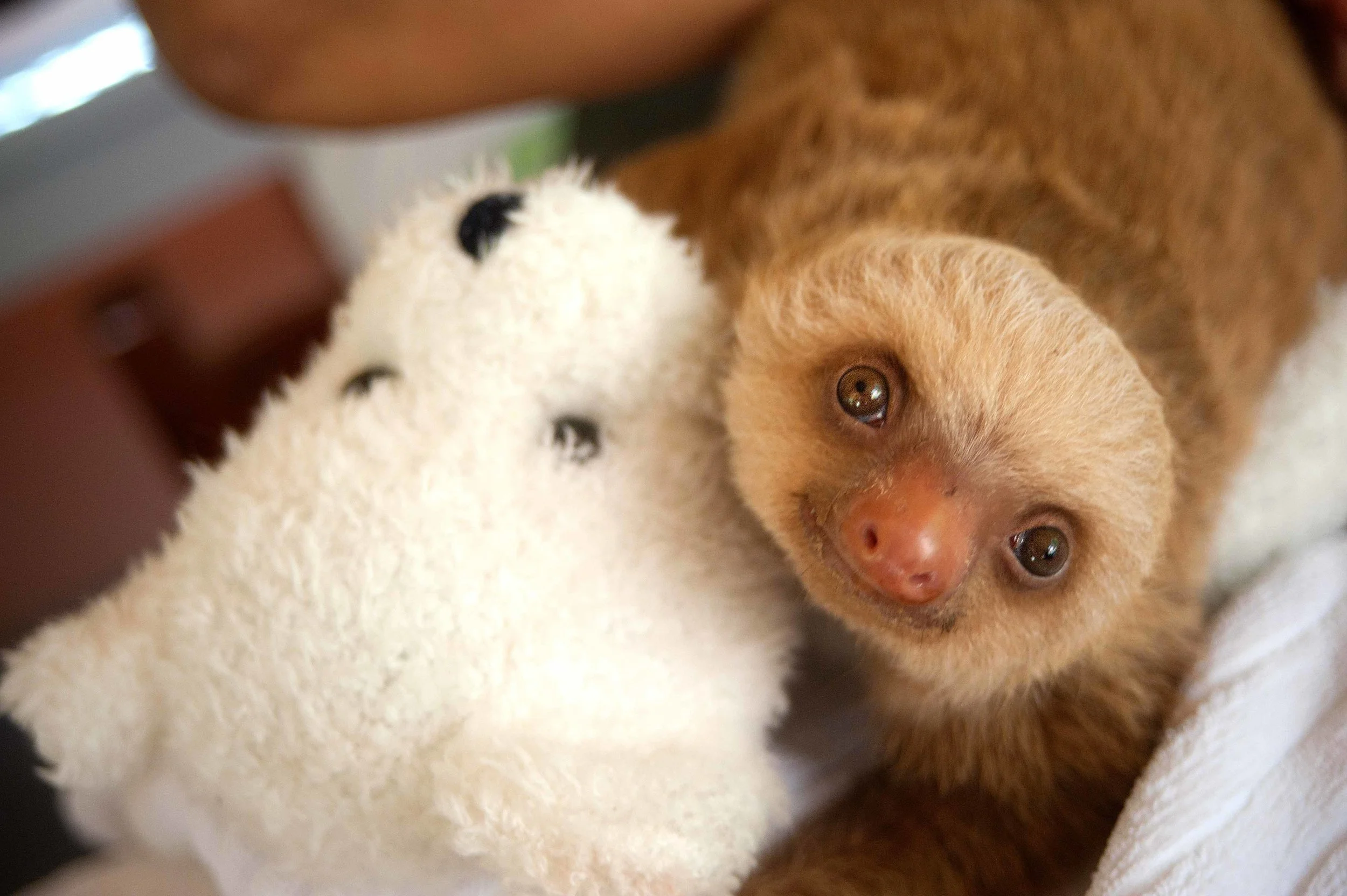  The Sloth Center - Cahuita - Costa Rica - 2010 